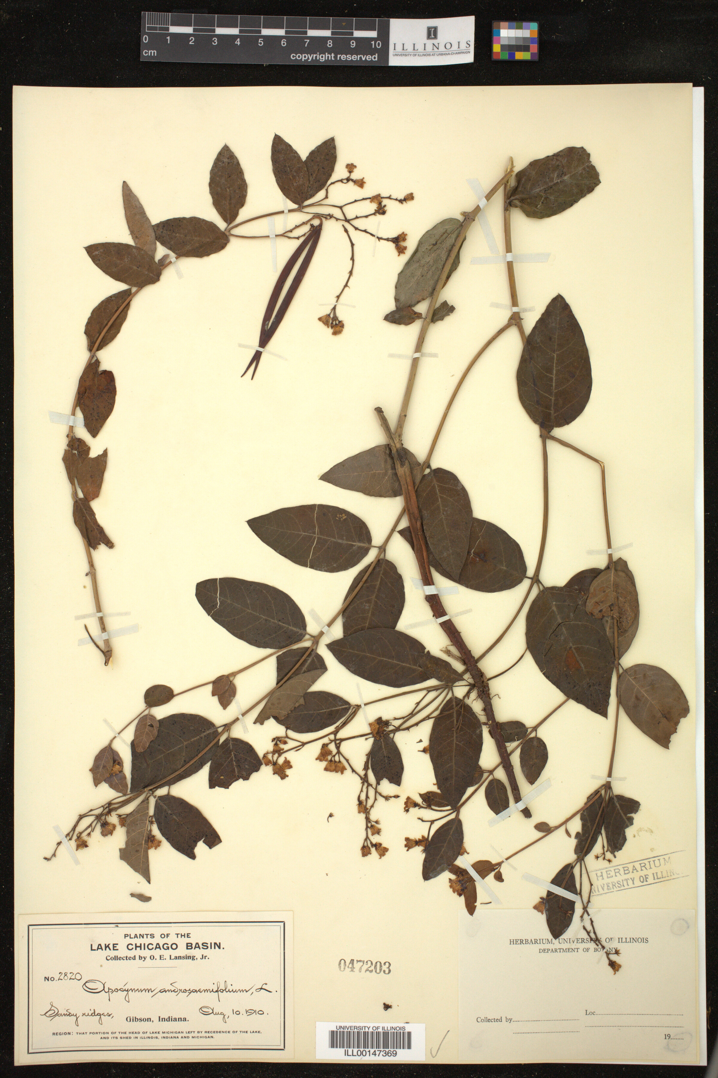 Apocynum image