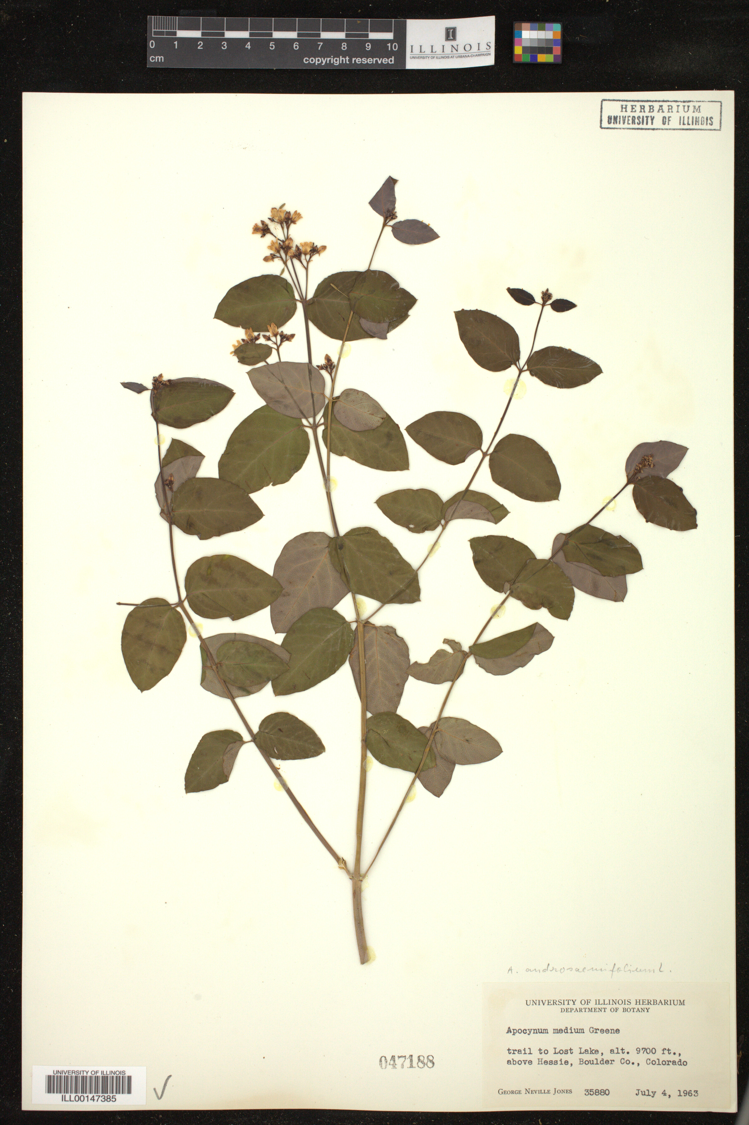 Apocynum androsaemifolium image
