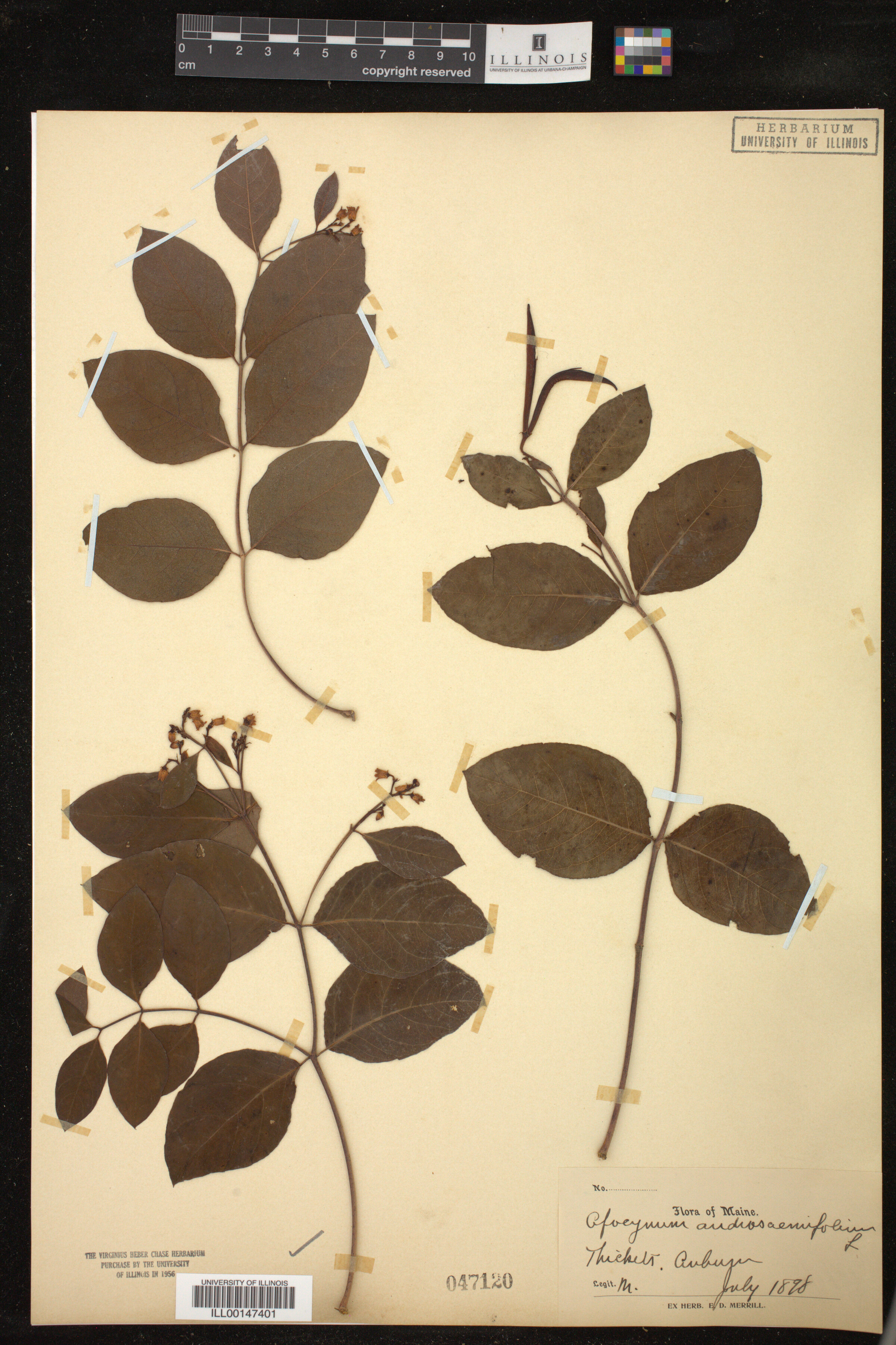 Apocynum image