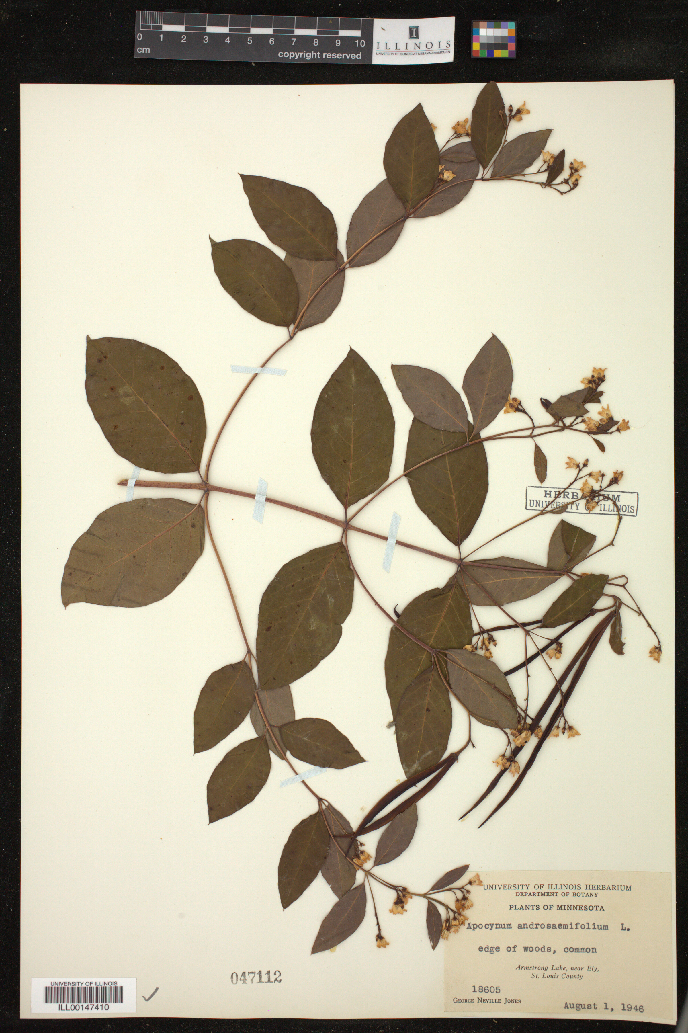 Apocynum androsaemifolium image