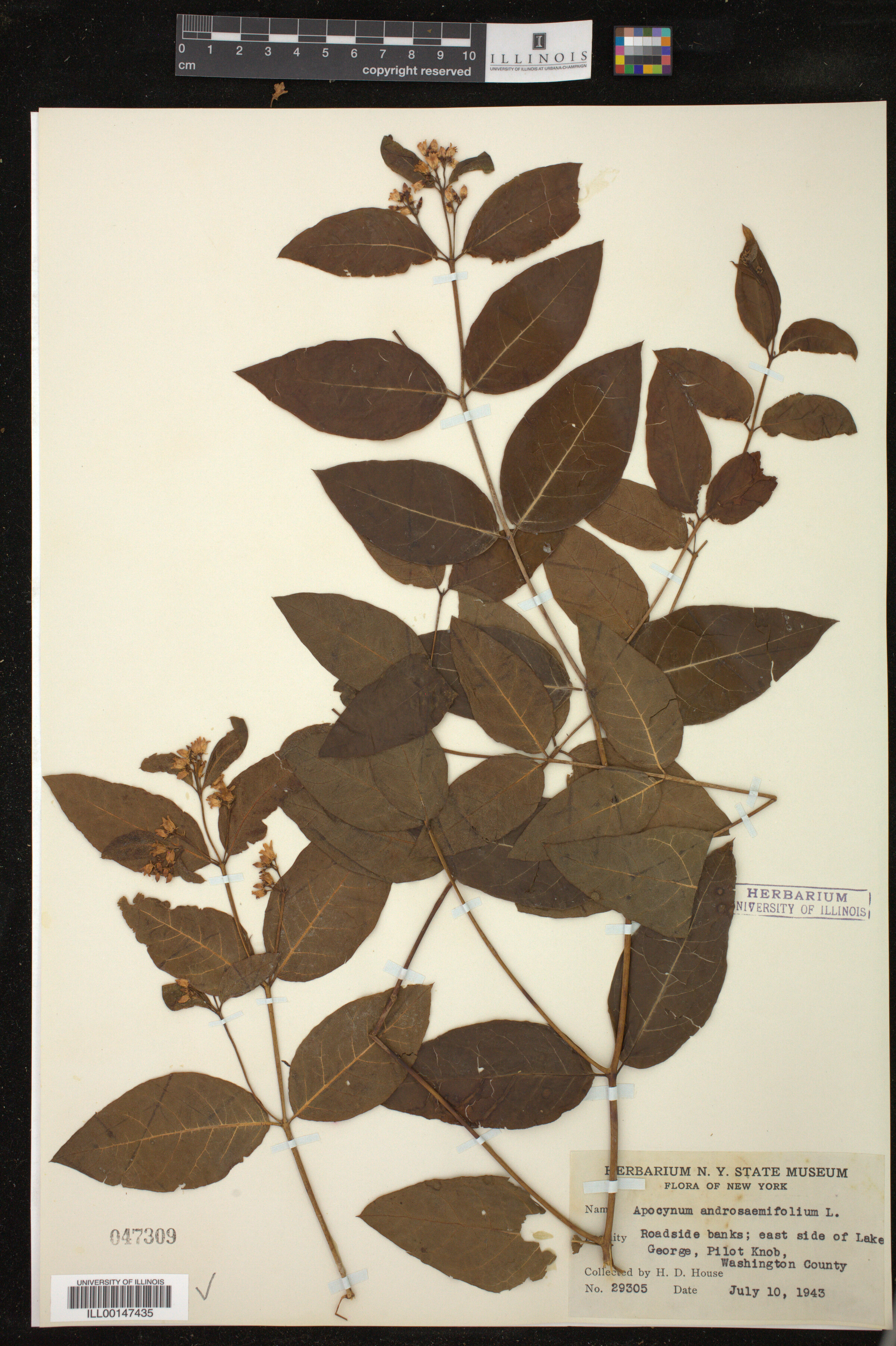 Apocynum androsaemifolium image