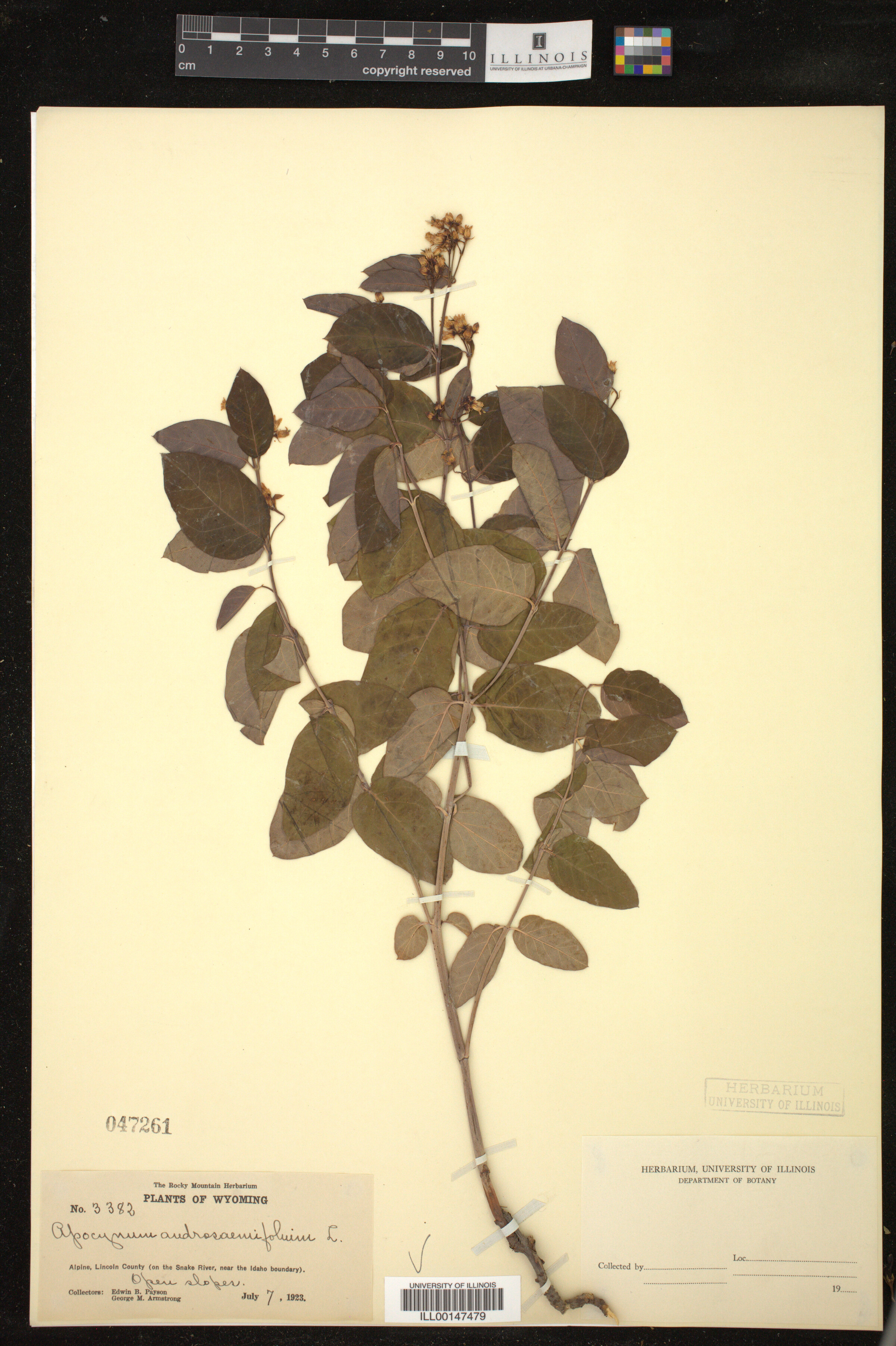 Apocynum androsaemifolium image