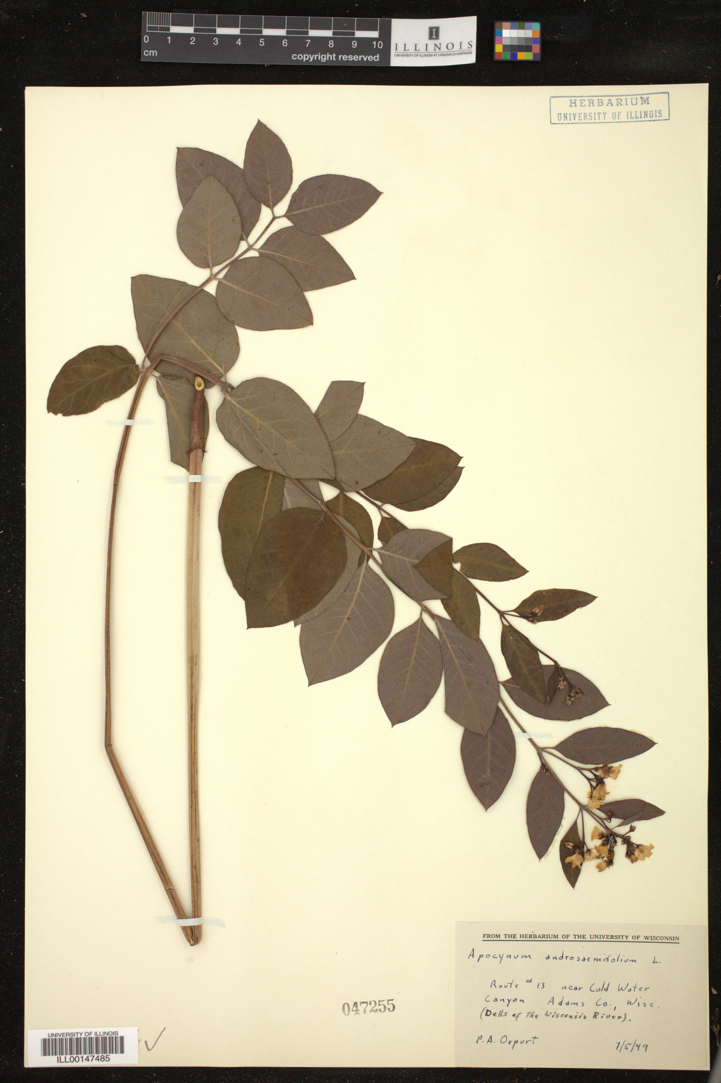Apocynum androsaemifolium image