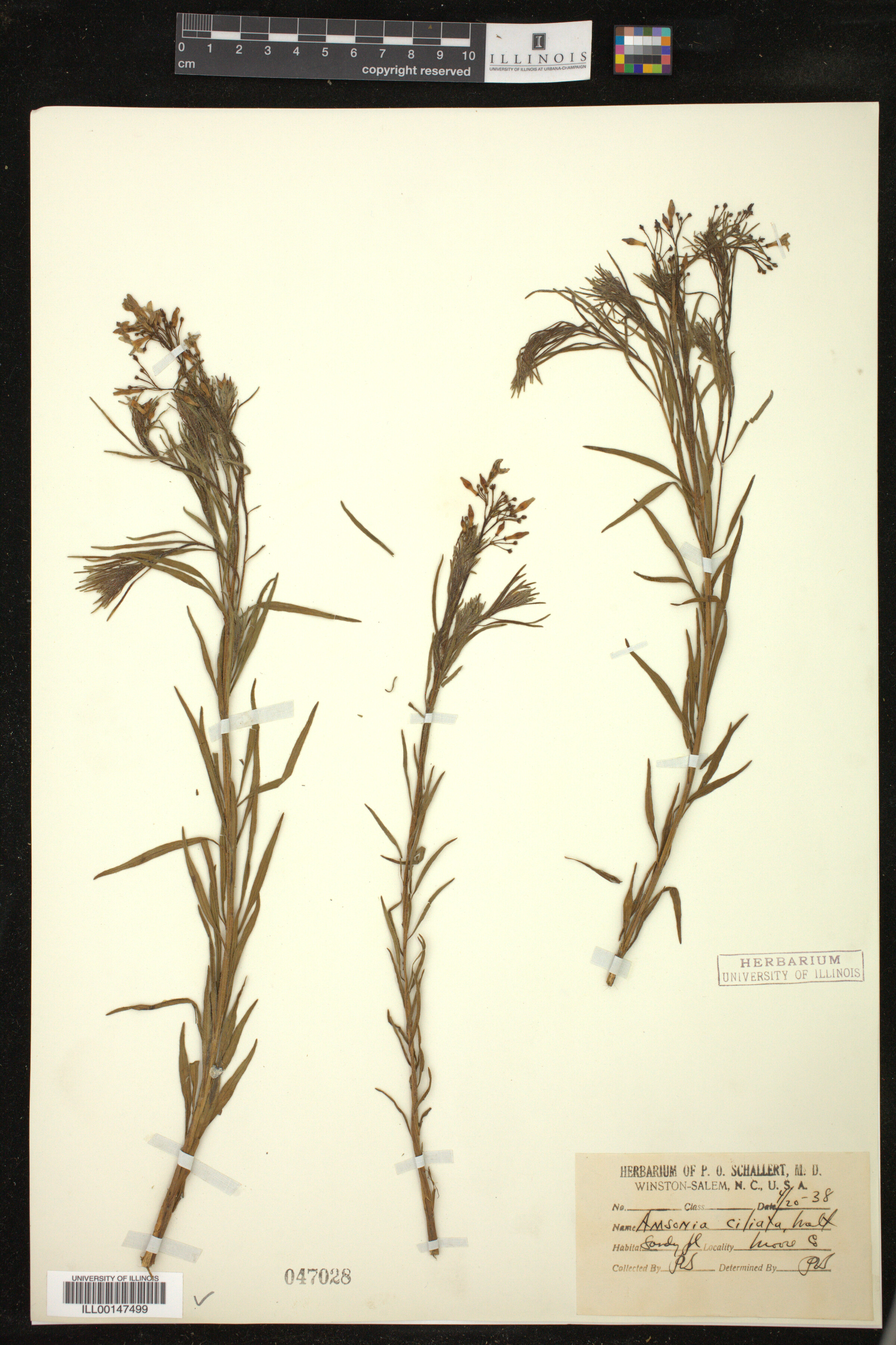 Amsonia ciliata image
