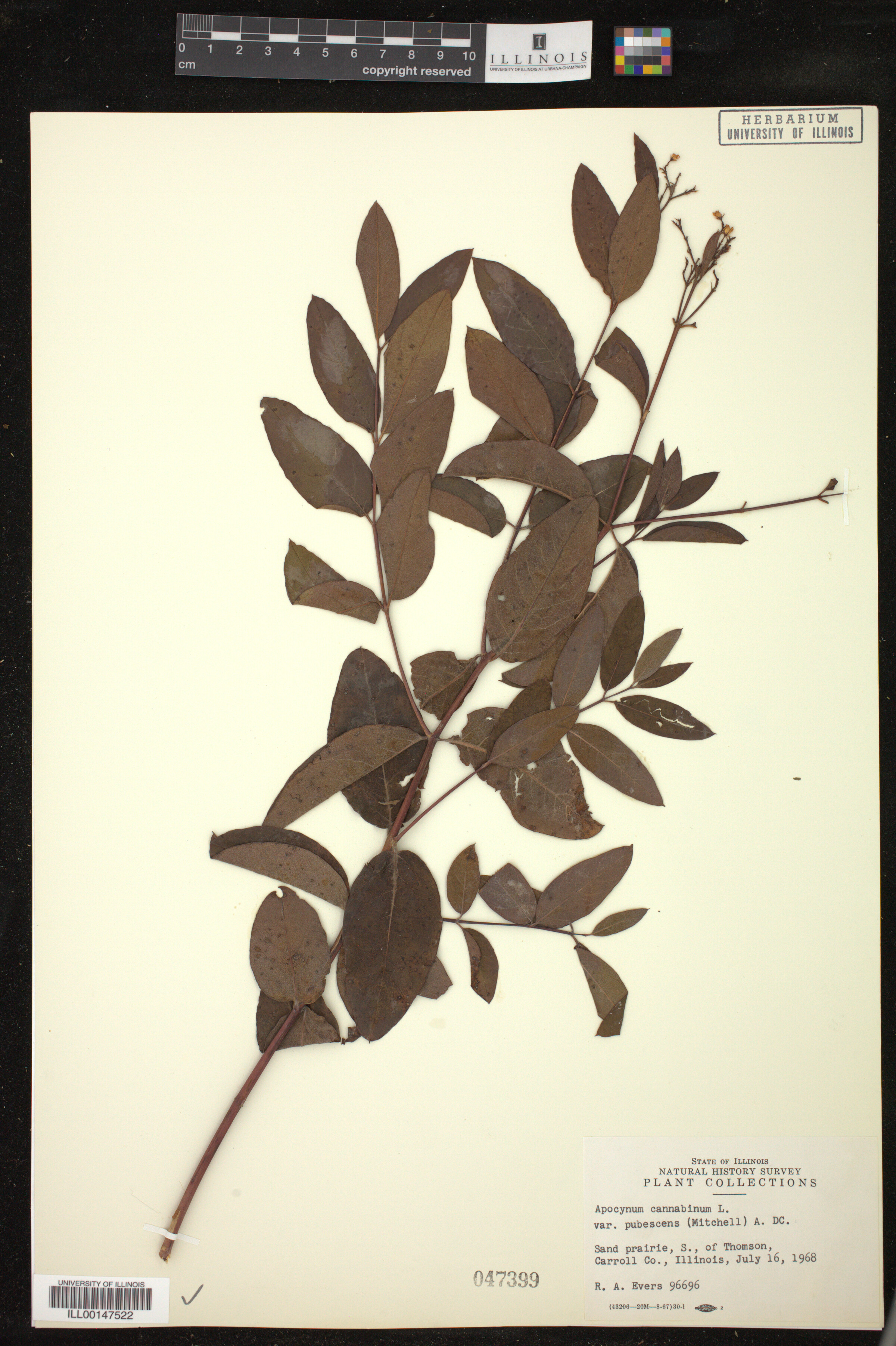 Apocynum cannabinum var. pubescens image