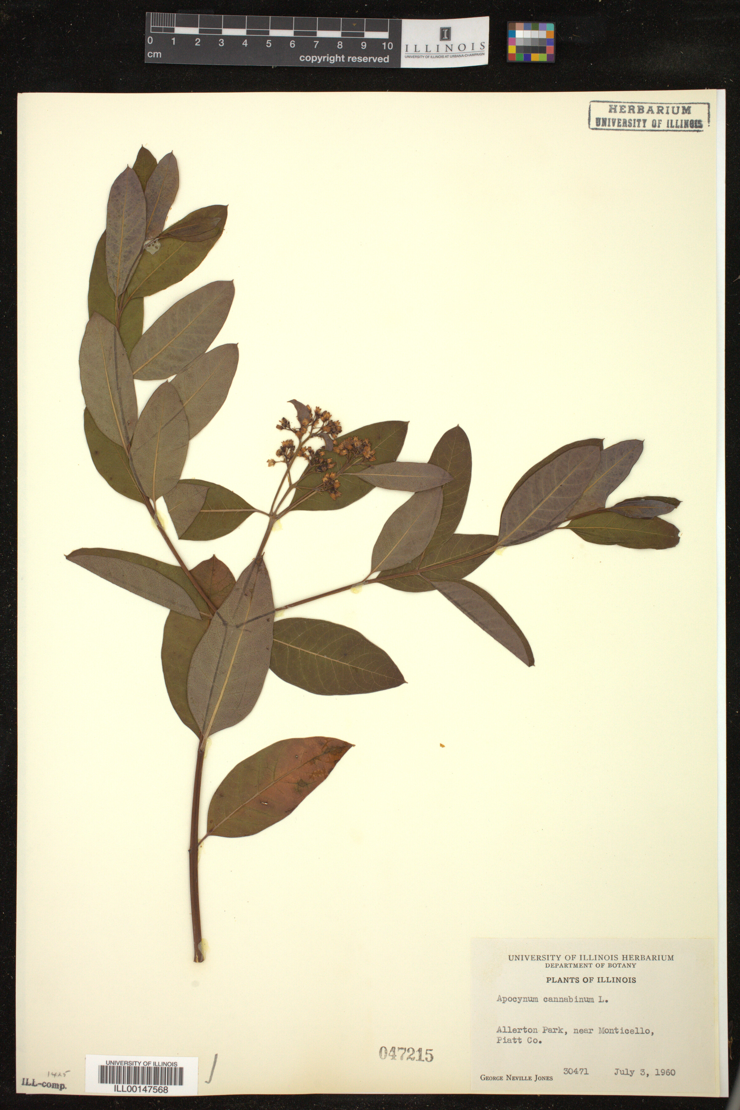 Apocynum cannabinum image