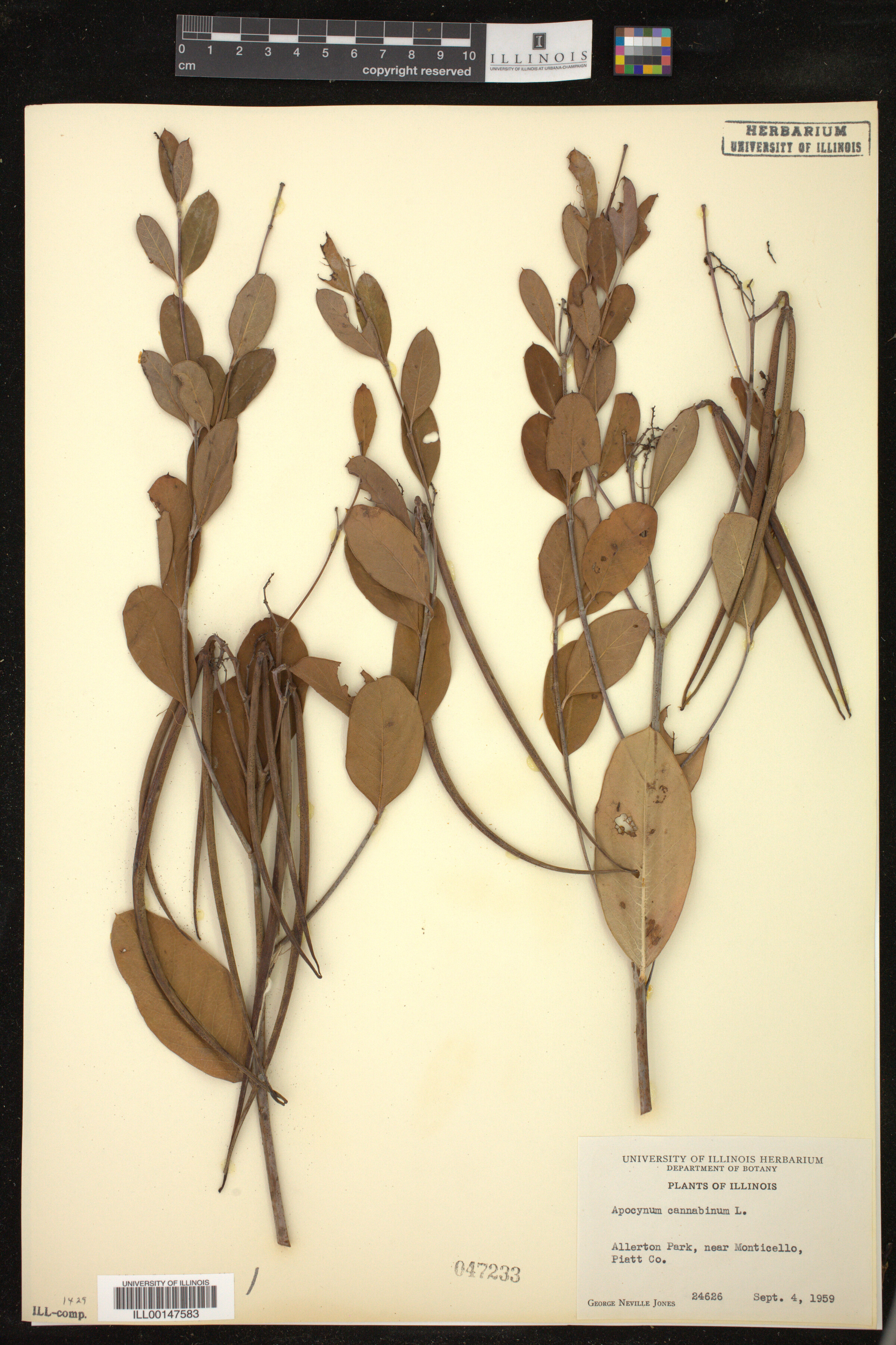 Apocynum cannabinum image