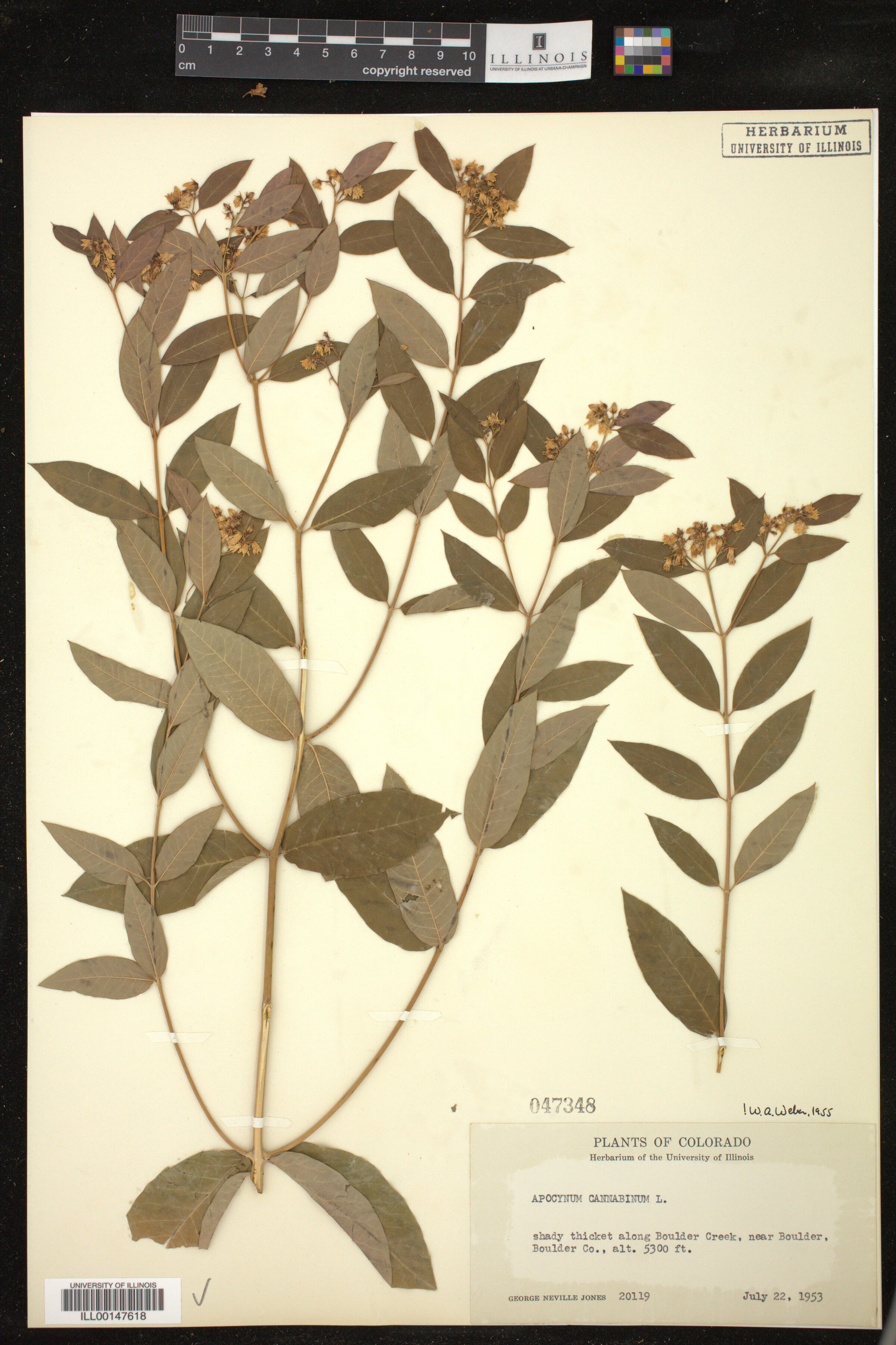 Apocynum cannabinum image
