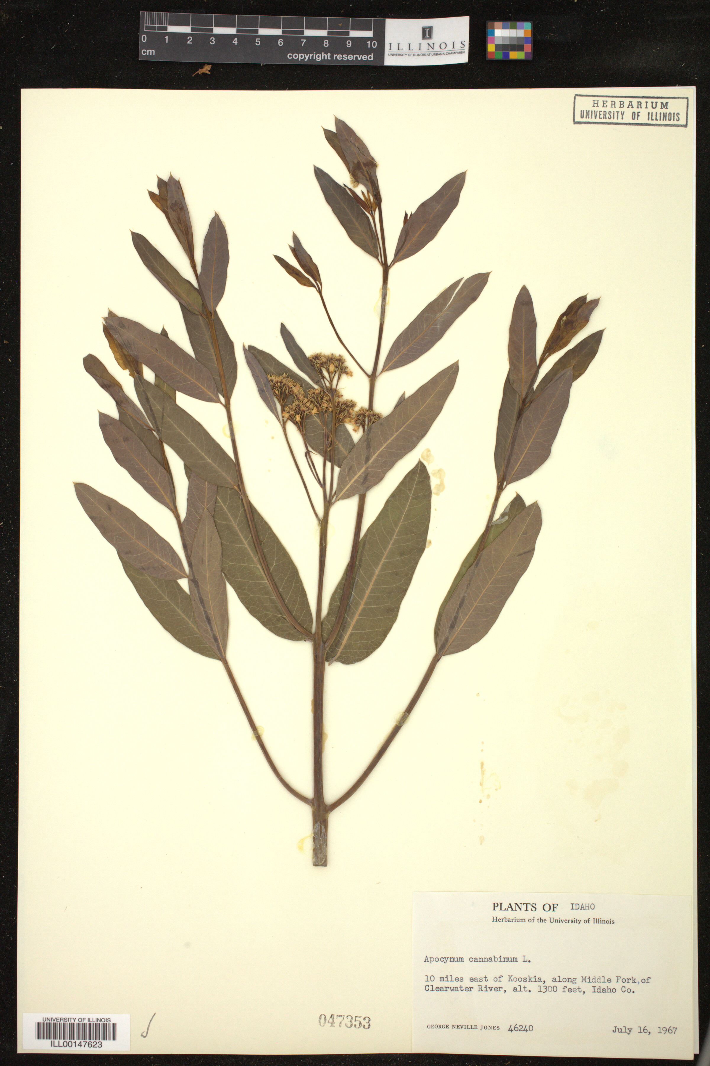 Apocynum cannabinum image