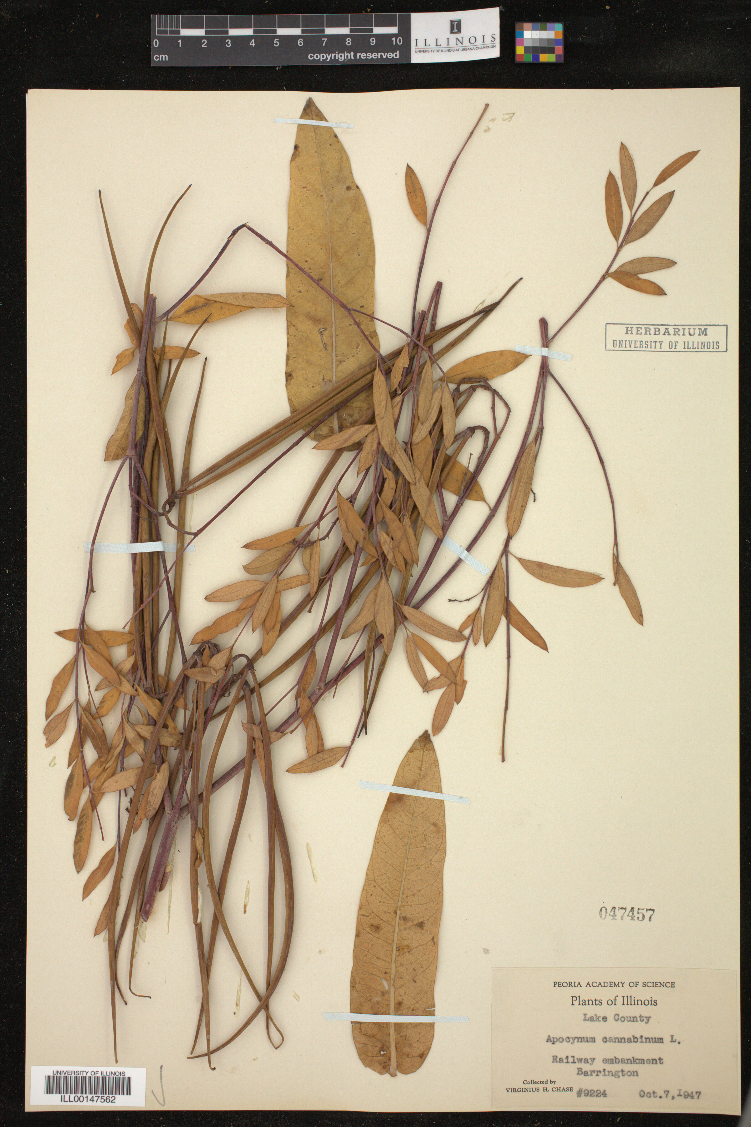 Apocynum cannabinum image