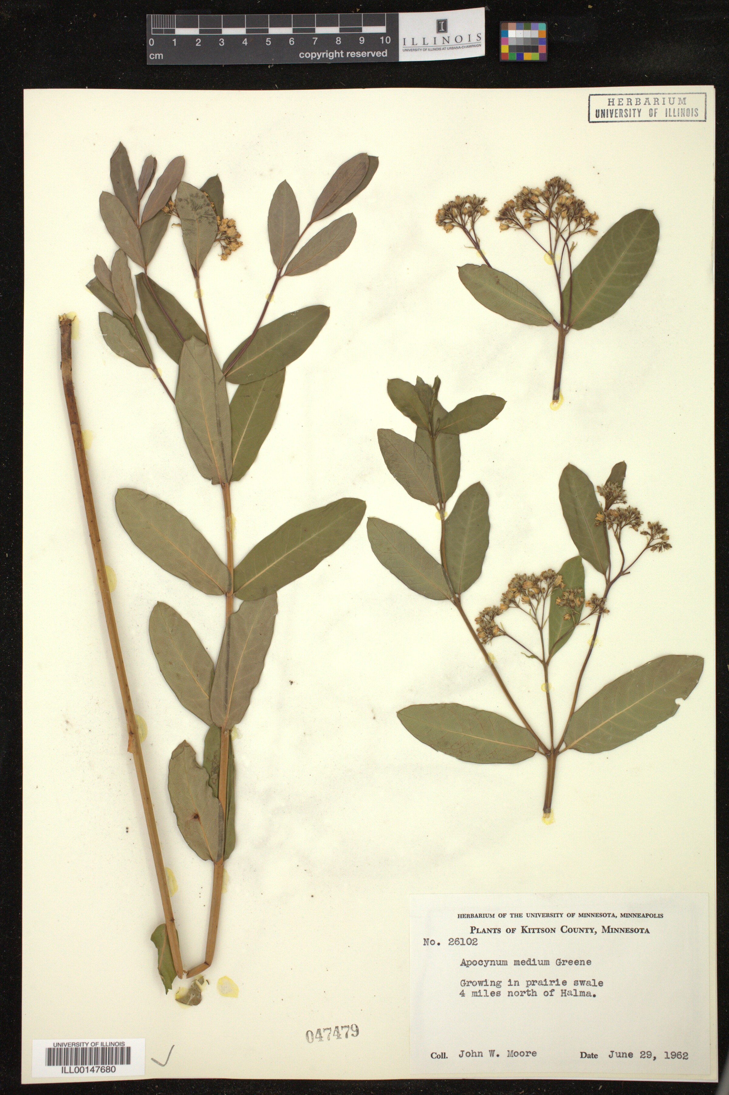 Apocynum medium image