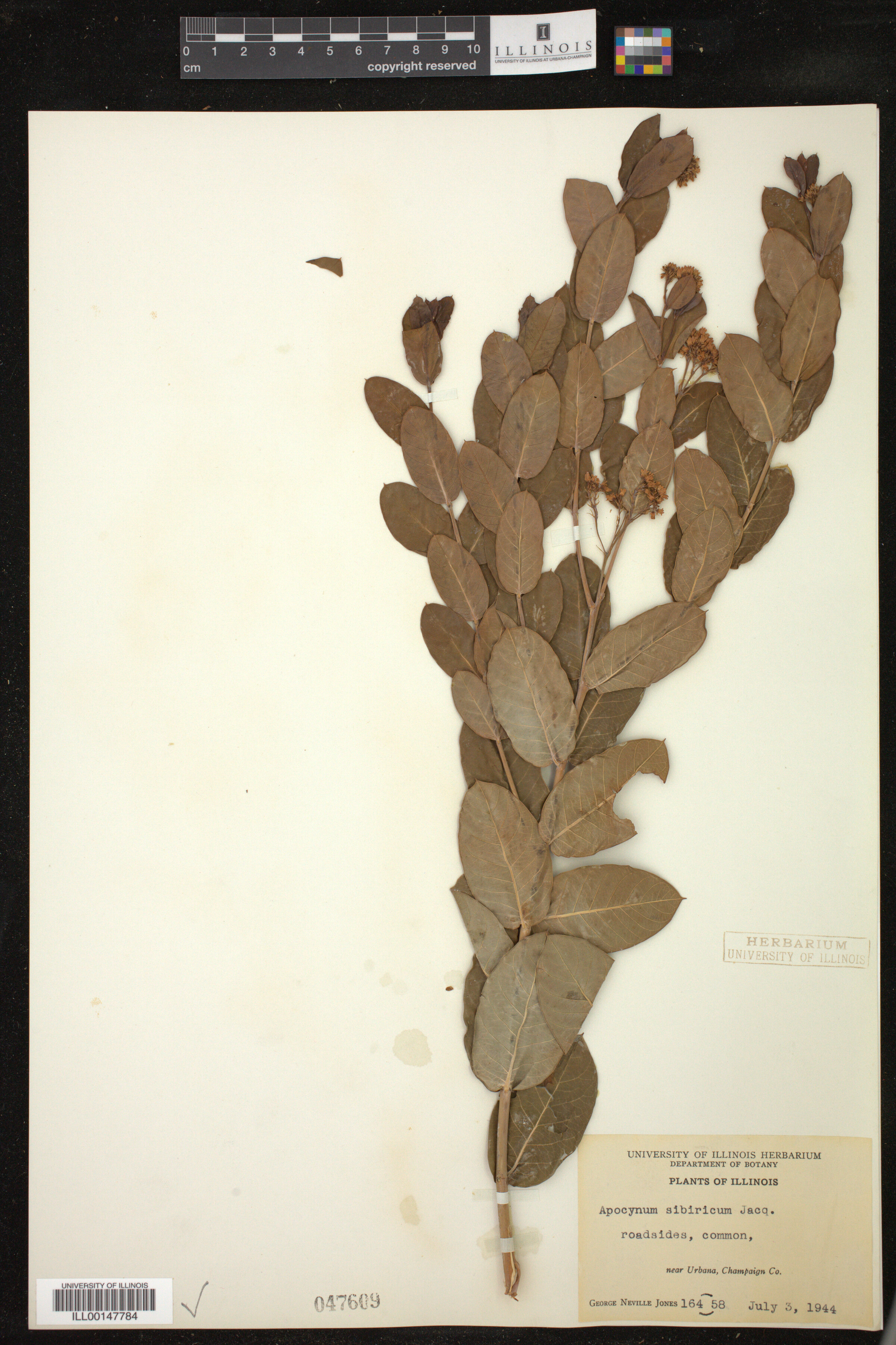 Apocynum sibiricum image