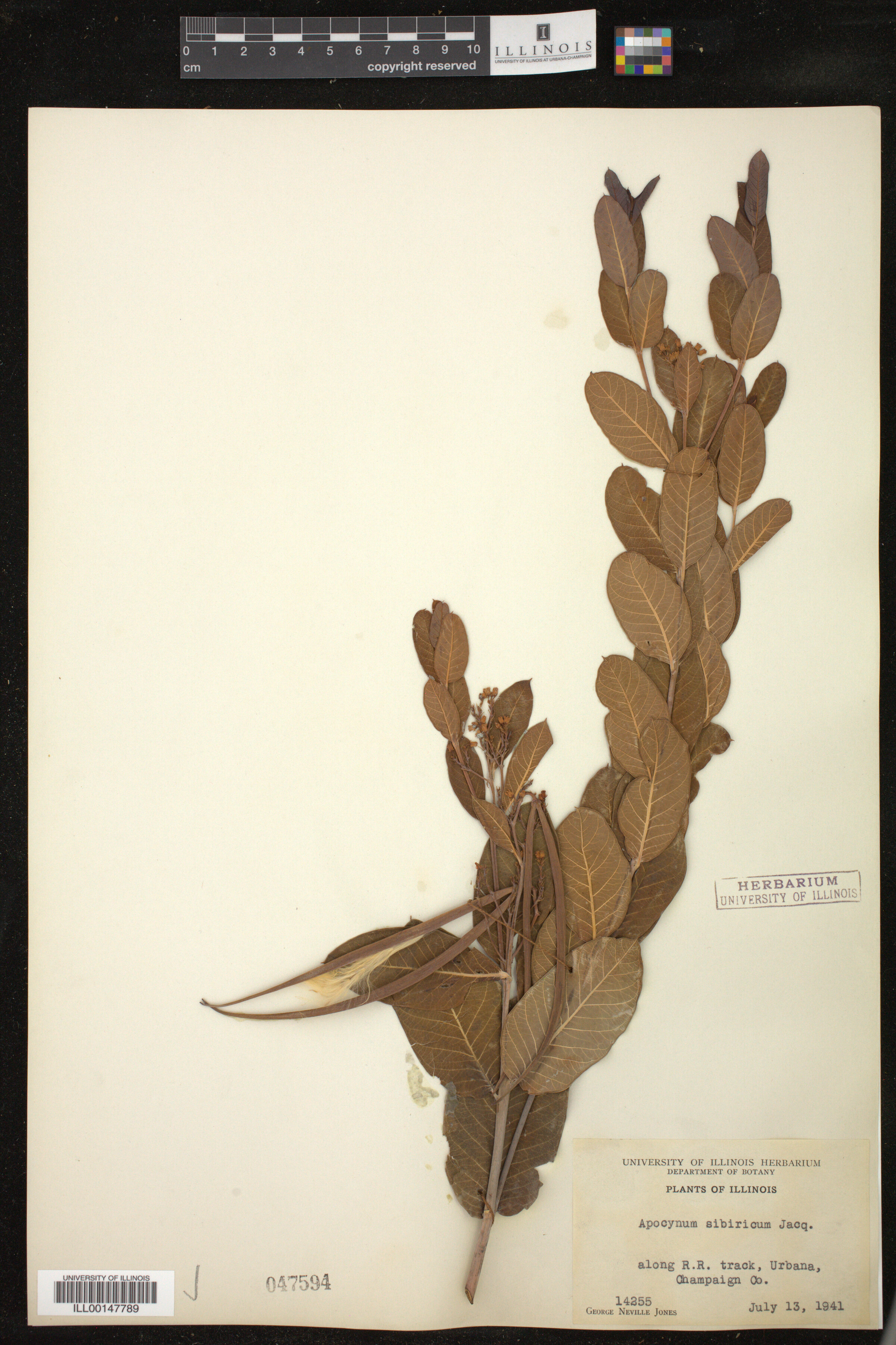 Apocynum sibiricum image