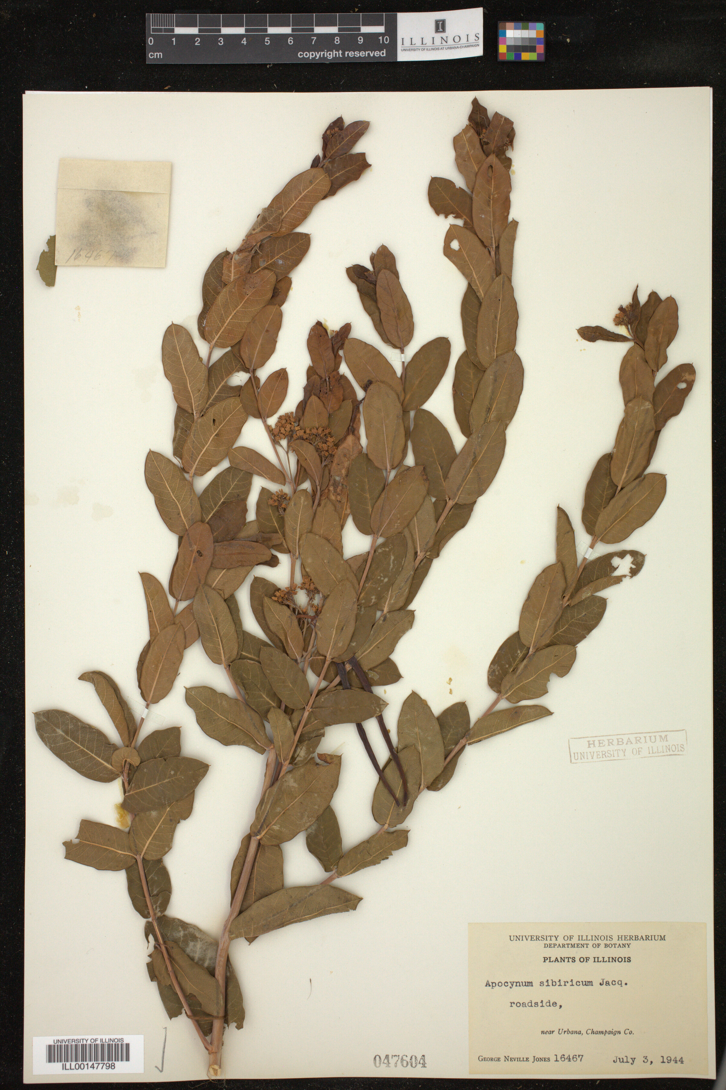 Apocynum sibiricum image
