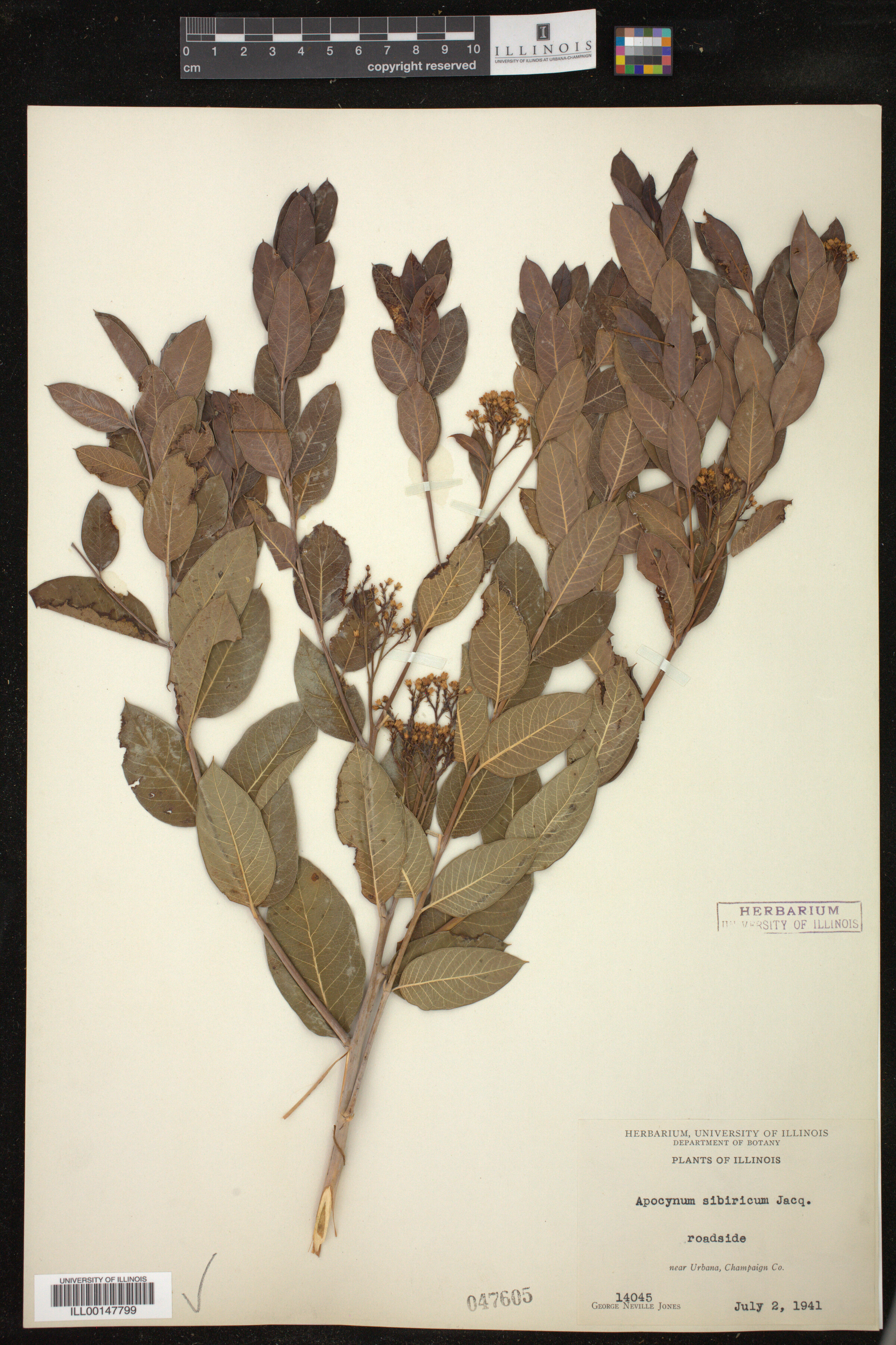 Apocynum sibiricum image
