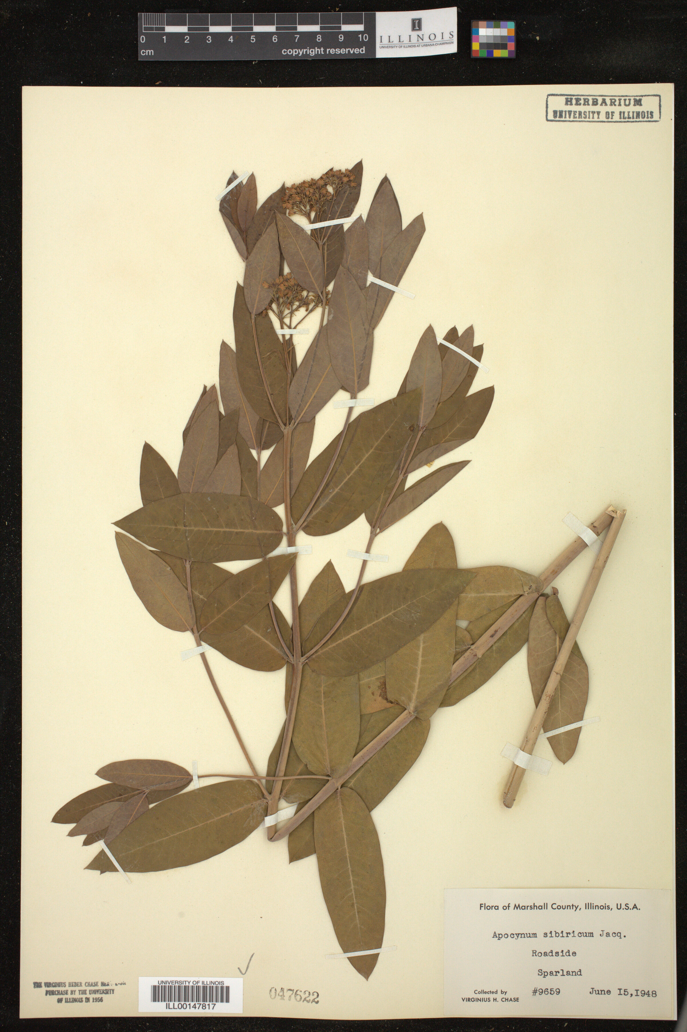 Apocynum sibiricum image