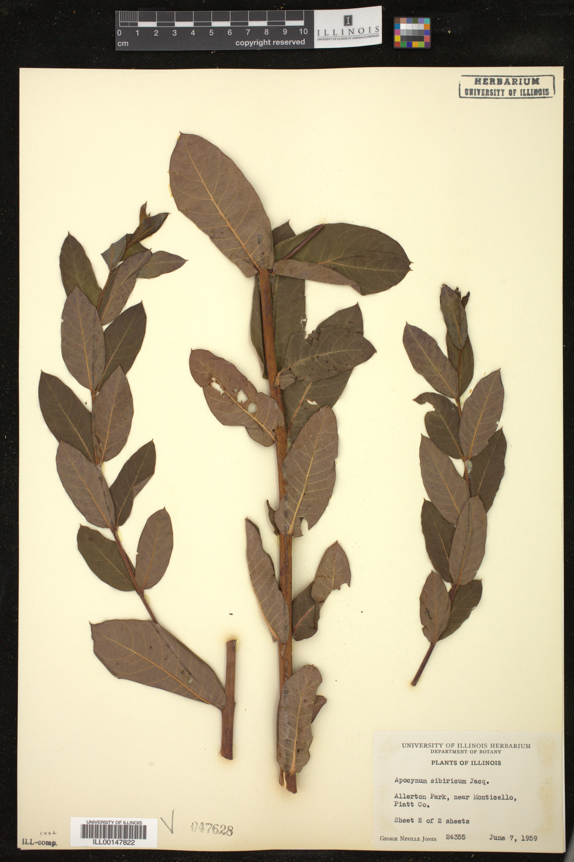 Apocynum sibiricum image