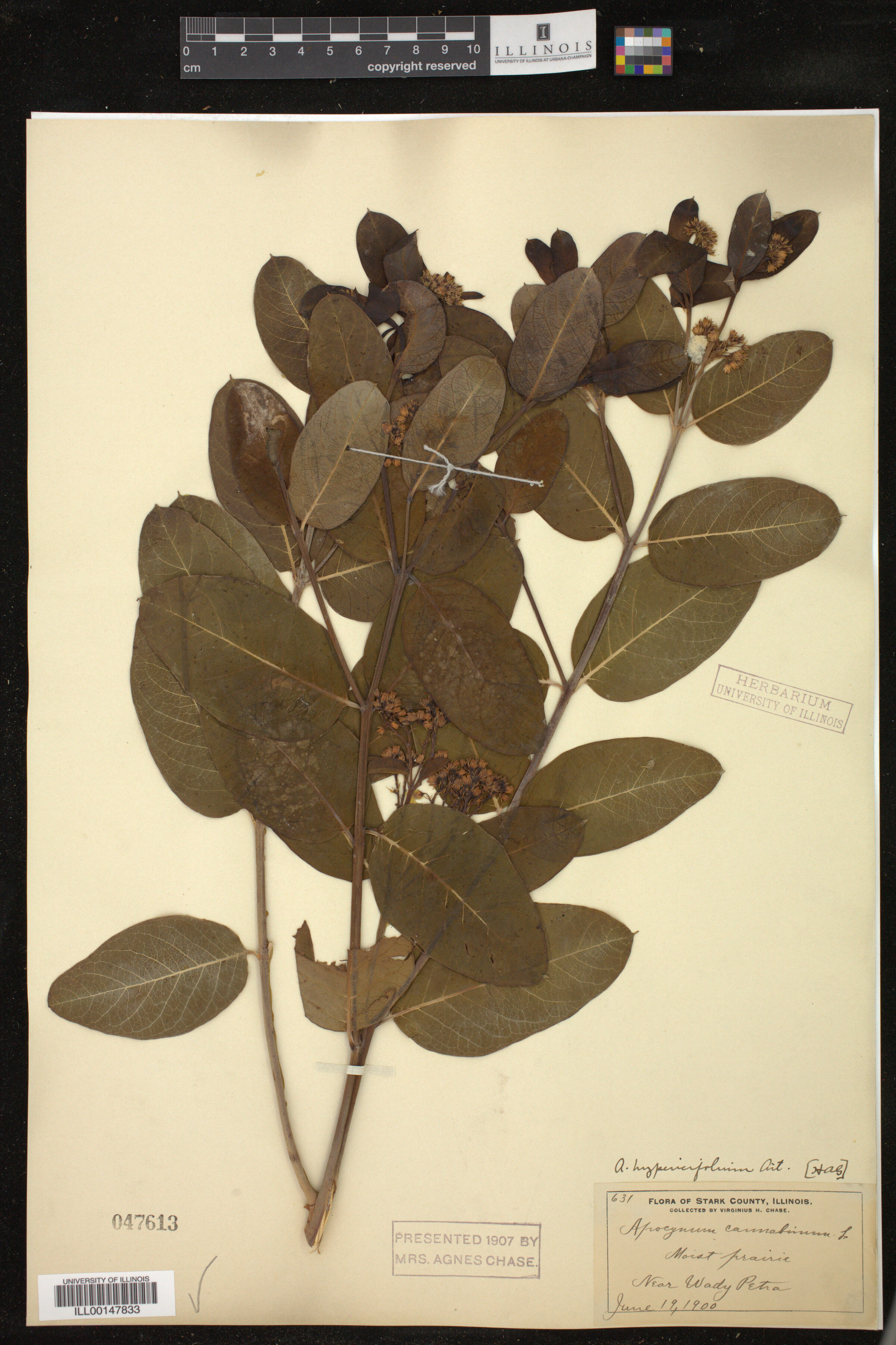 Apocynum sibiricum image