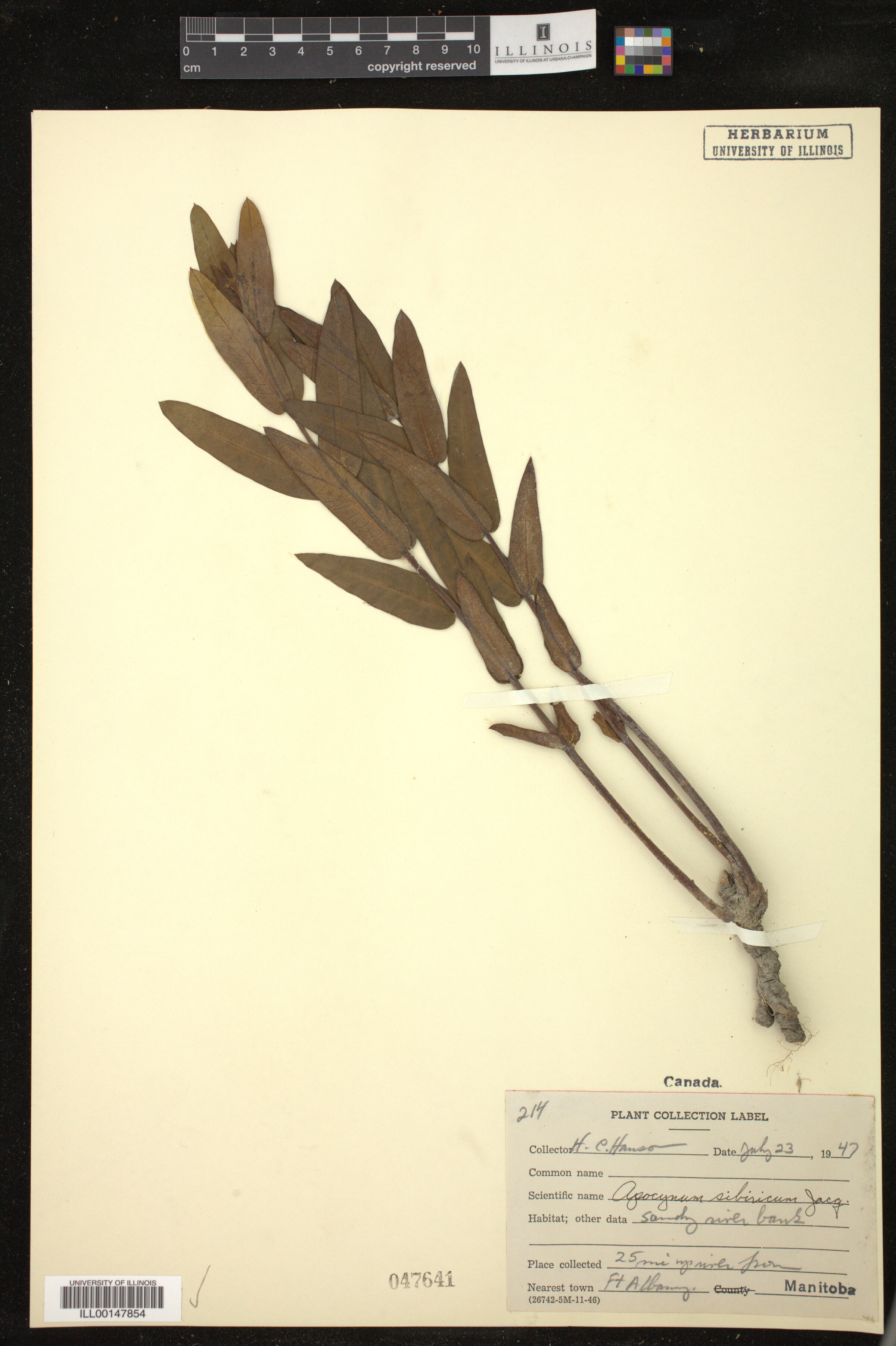 Apocynum sibiricum image