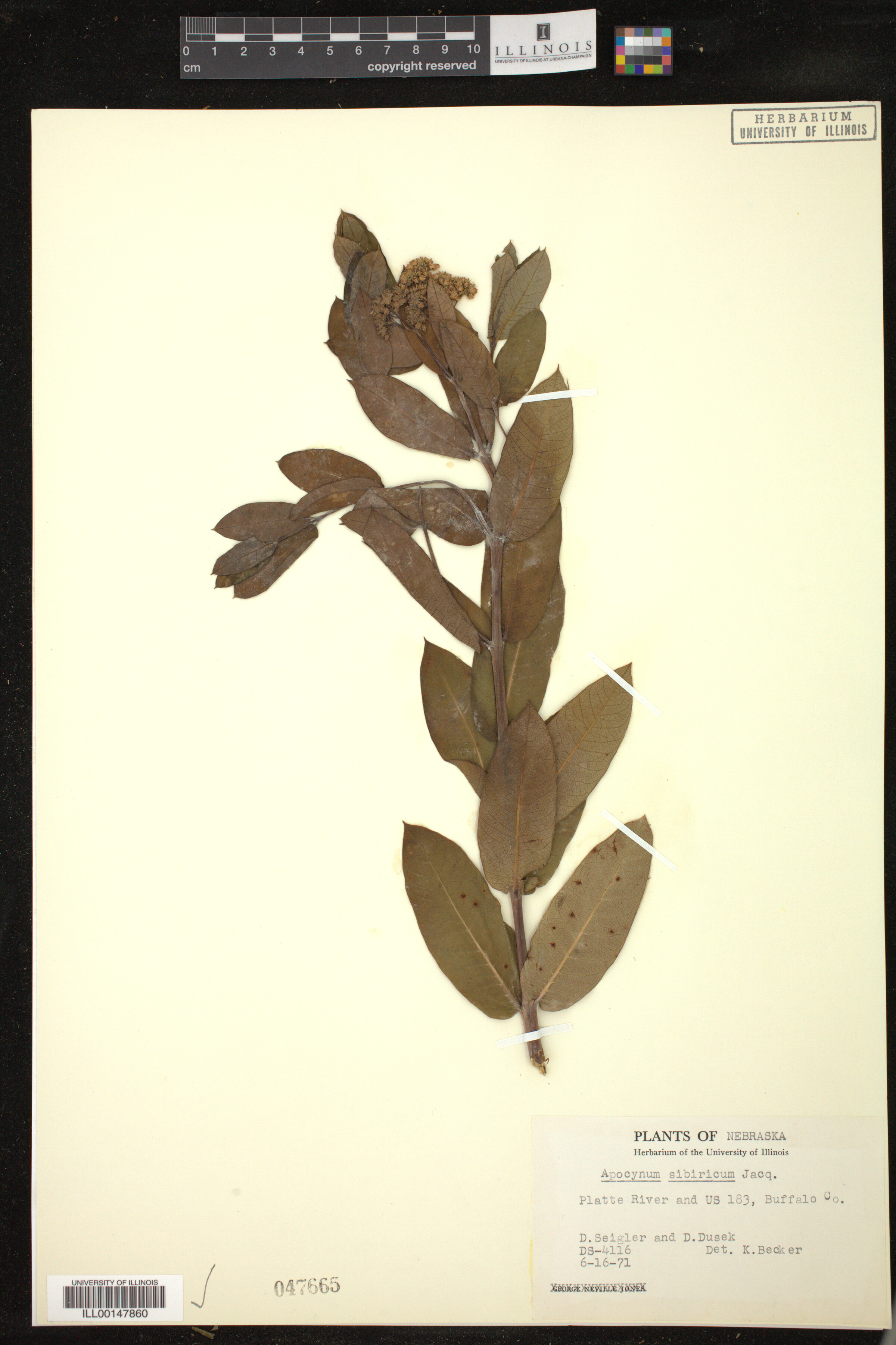 Apocynum sibiricum image