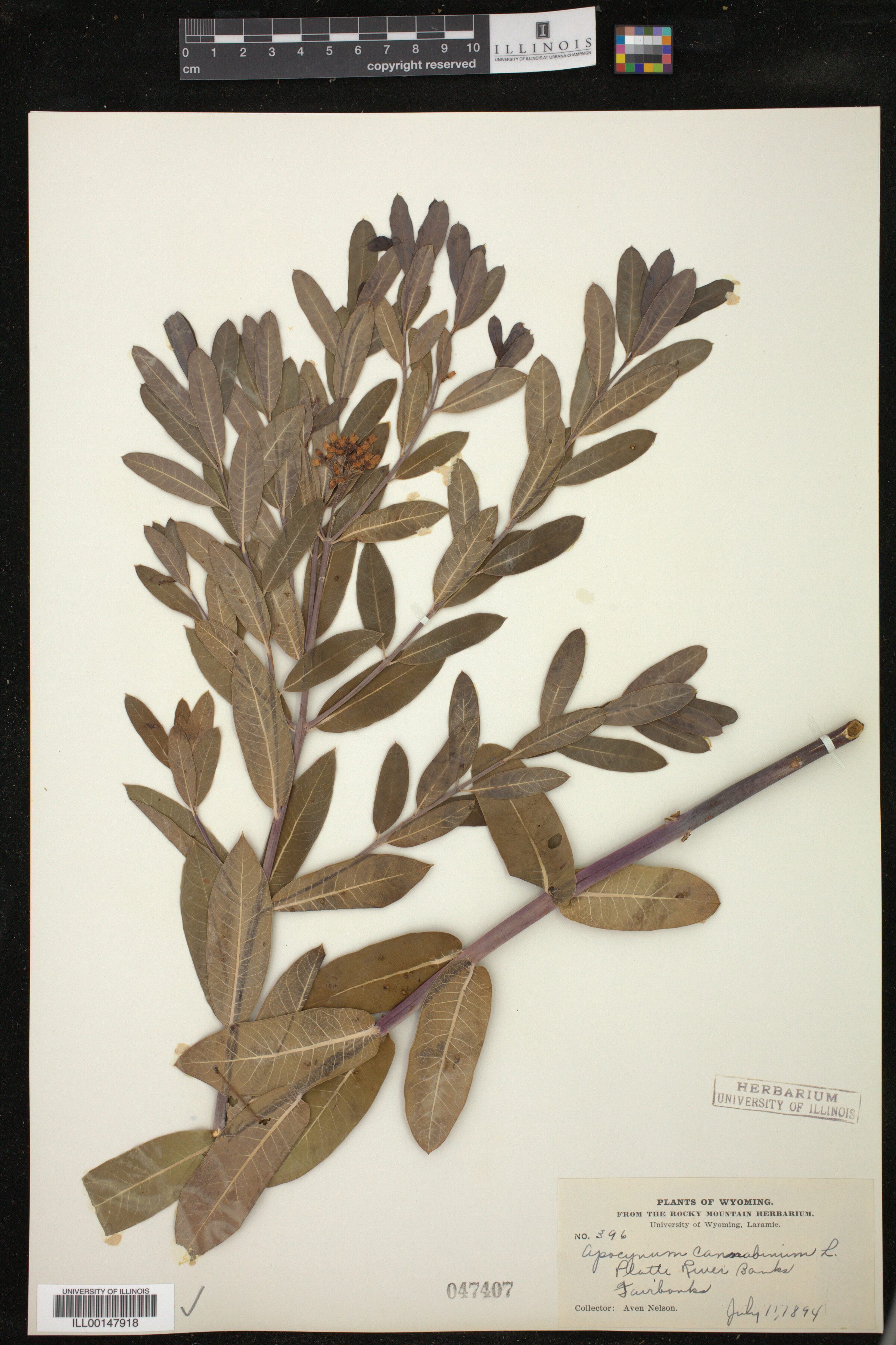 Apocynum cannabinum image