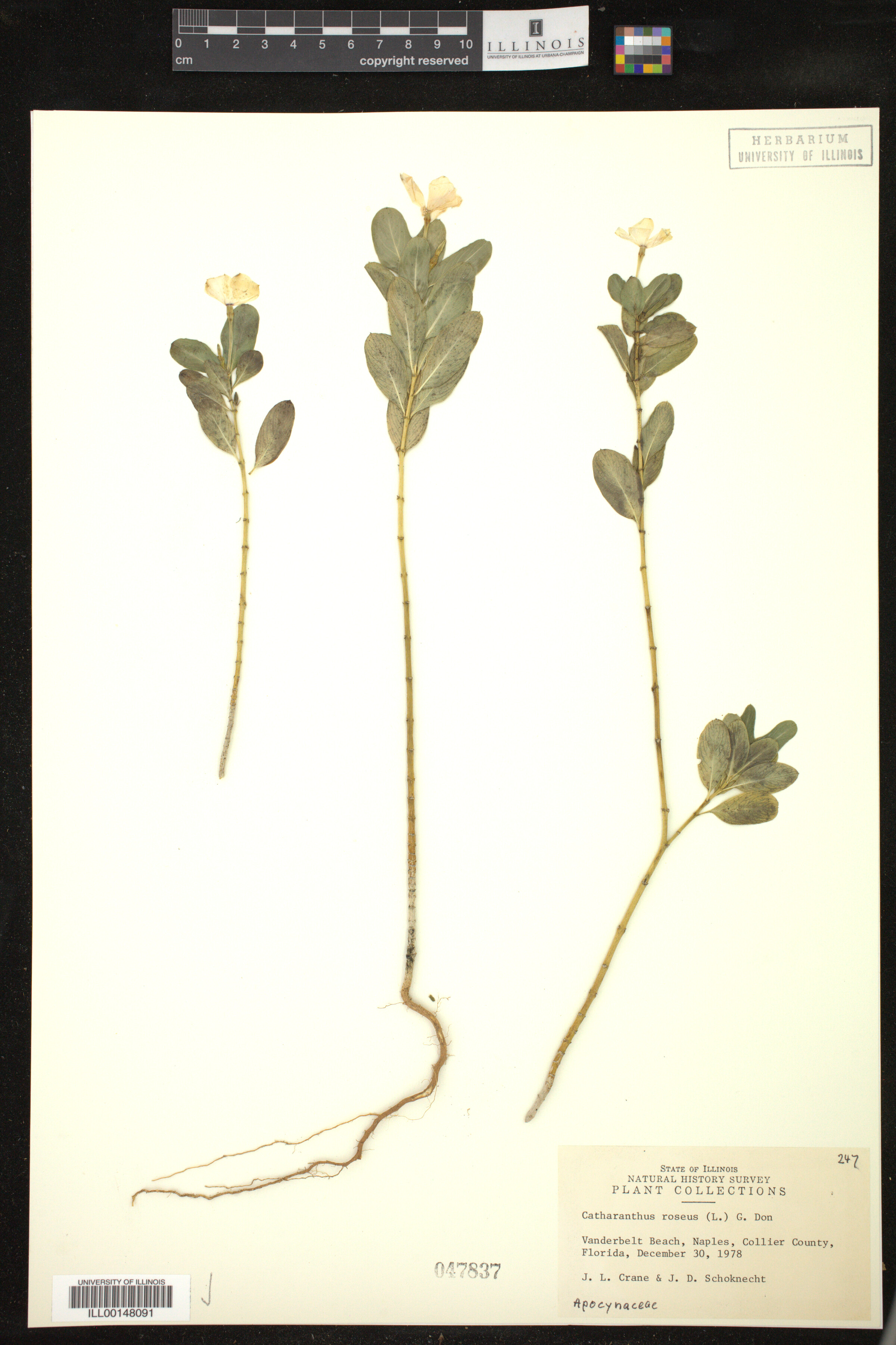 Catharanthus roseus image