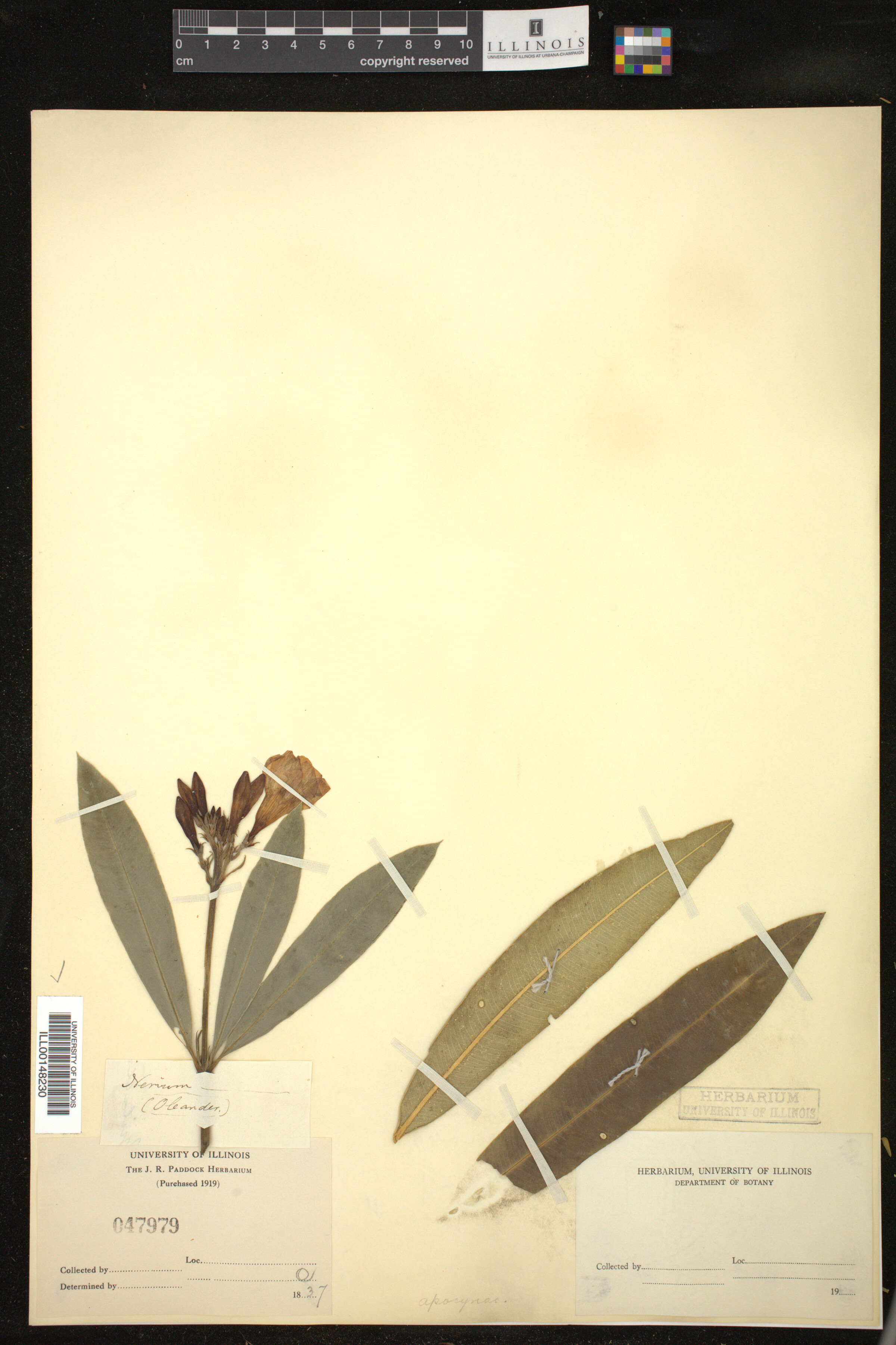 Nerium oleander image