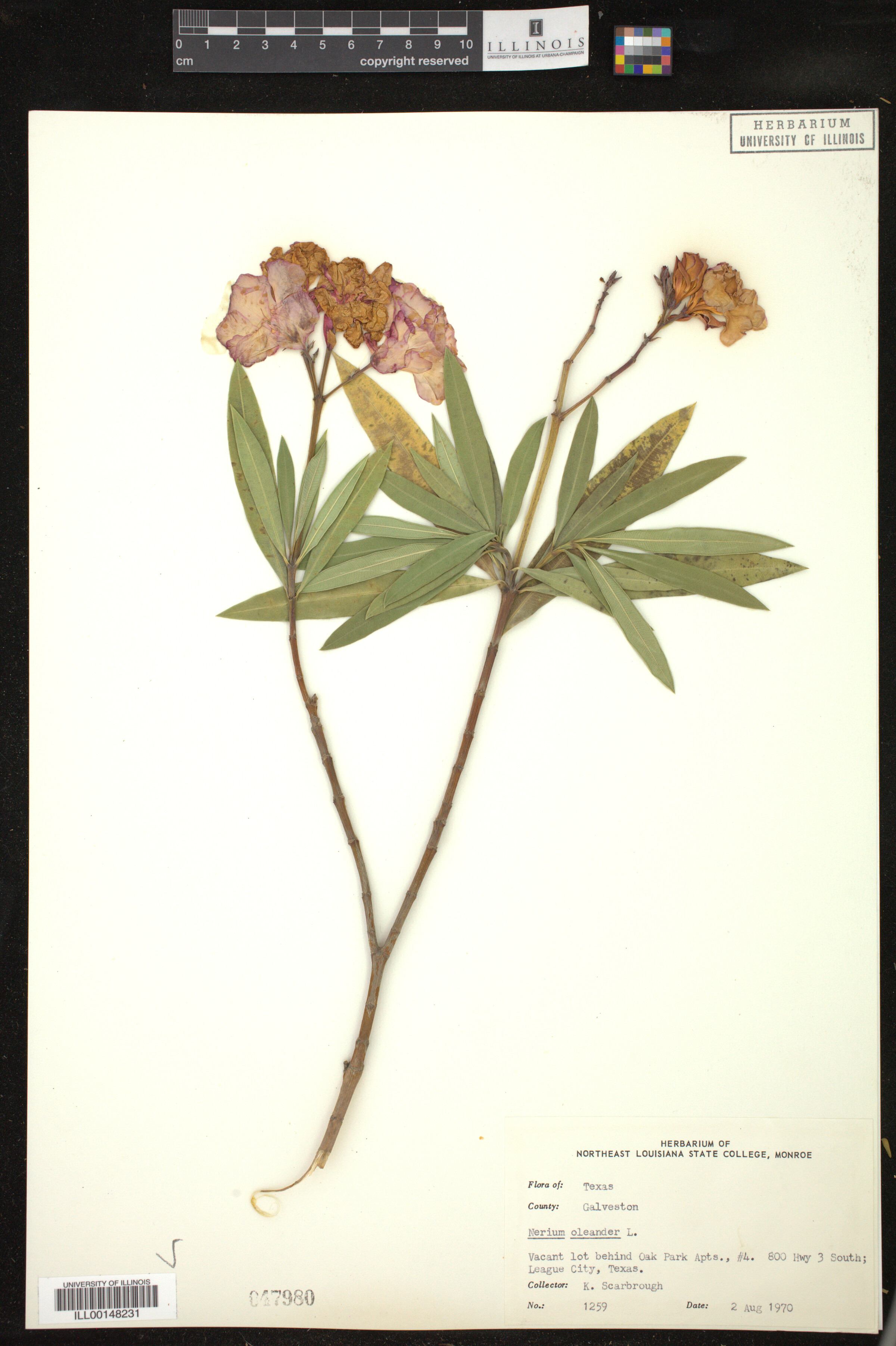 Nerium oleander image