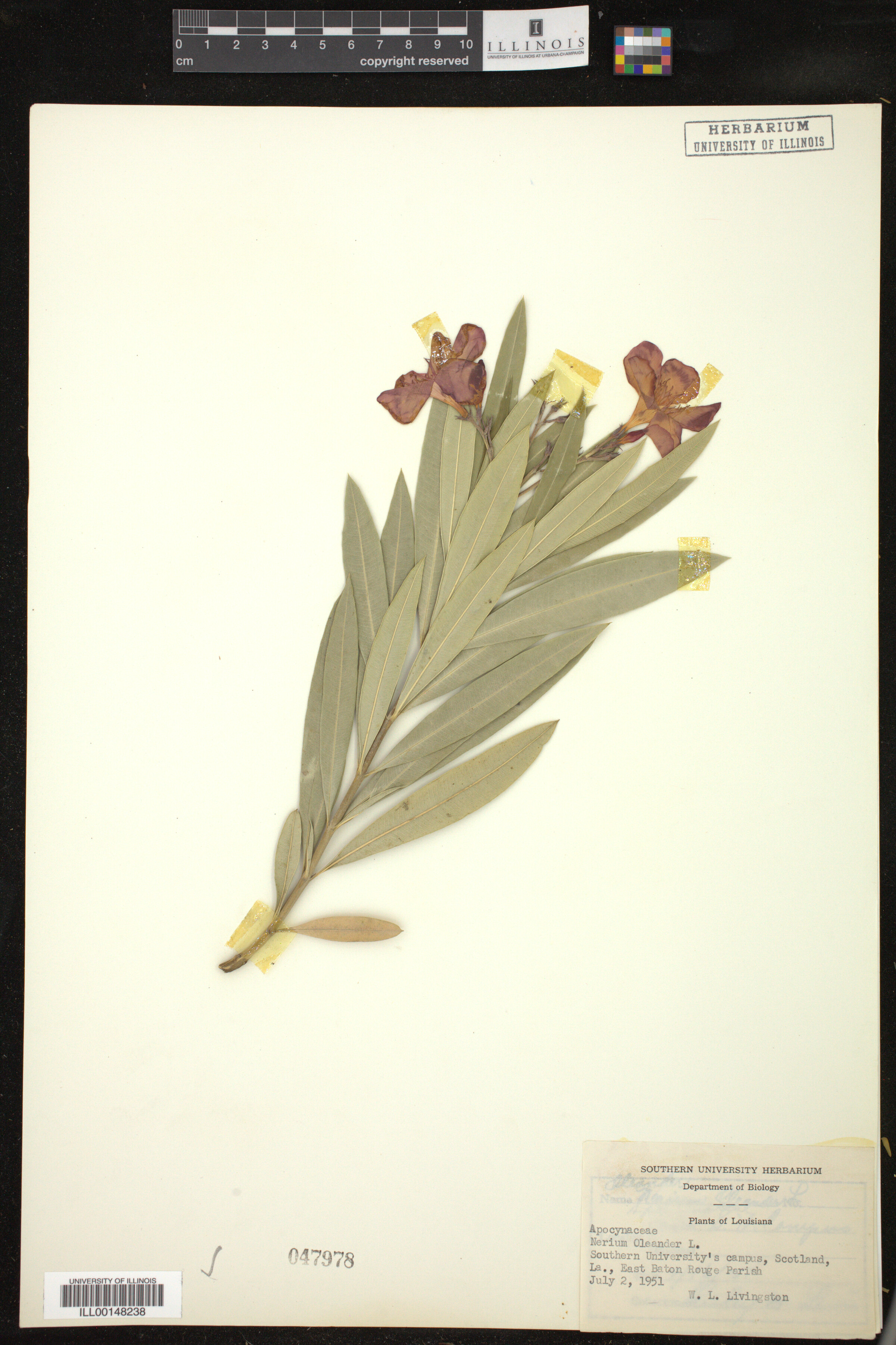 Nerium oleander image