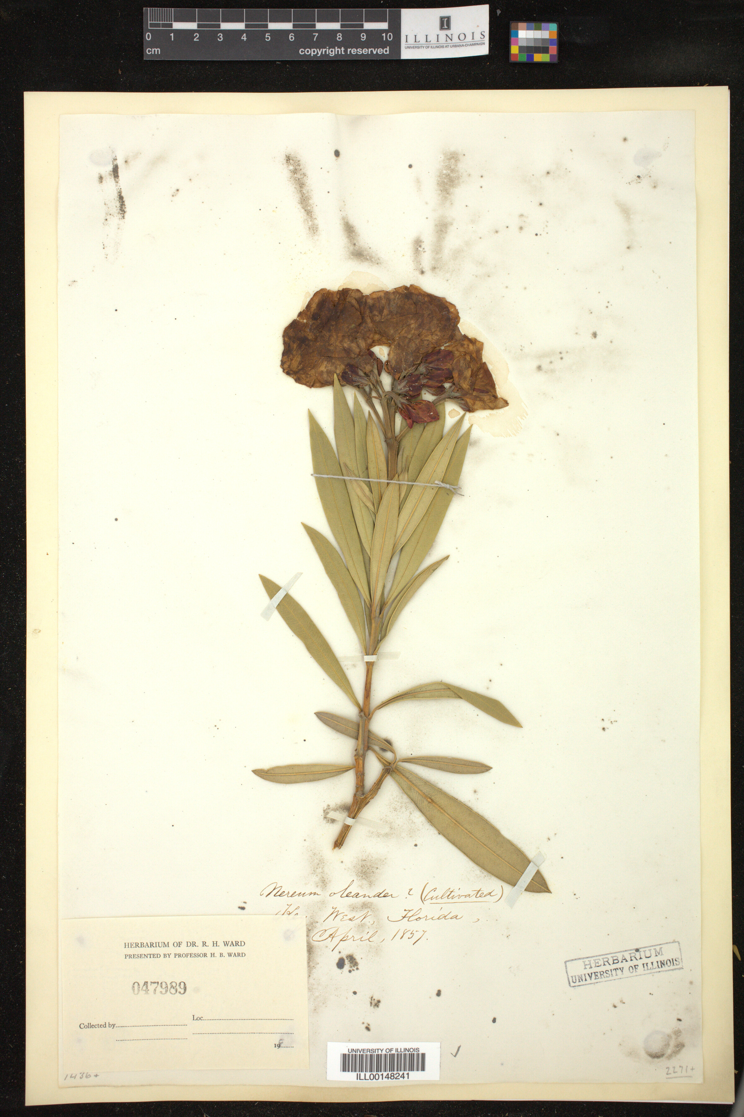 Nerium oleander image