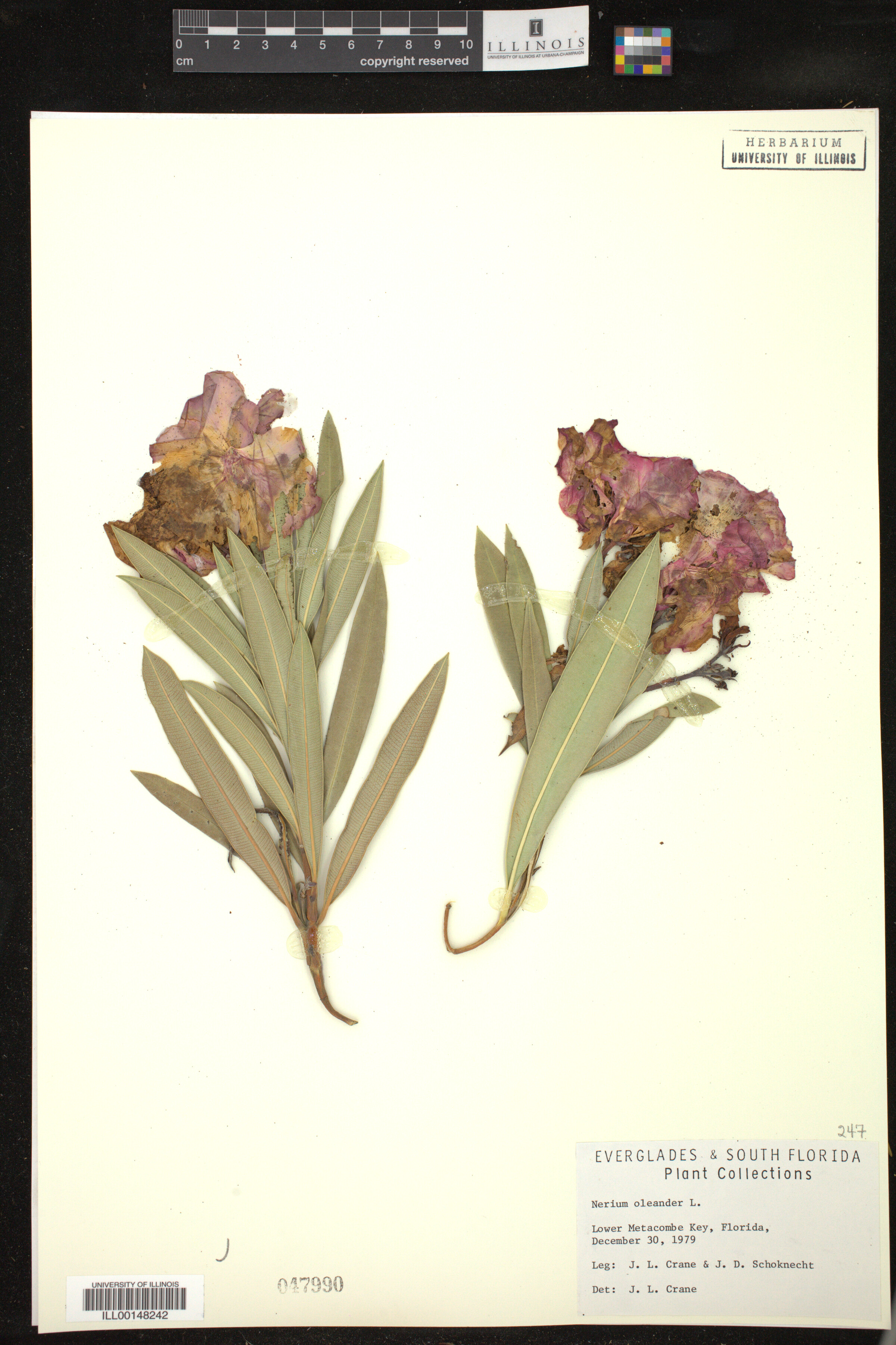 Nerium oleander image