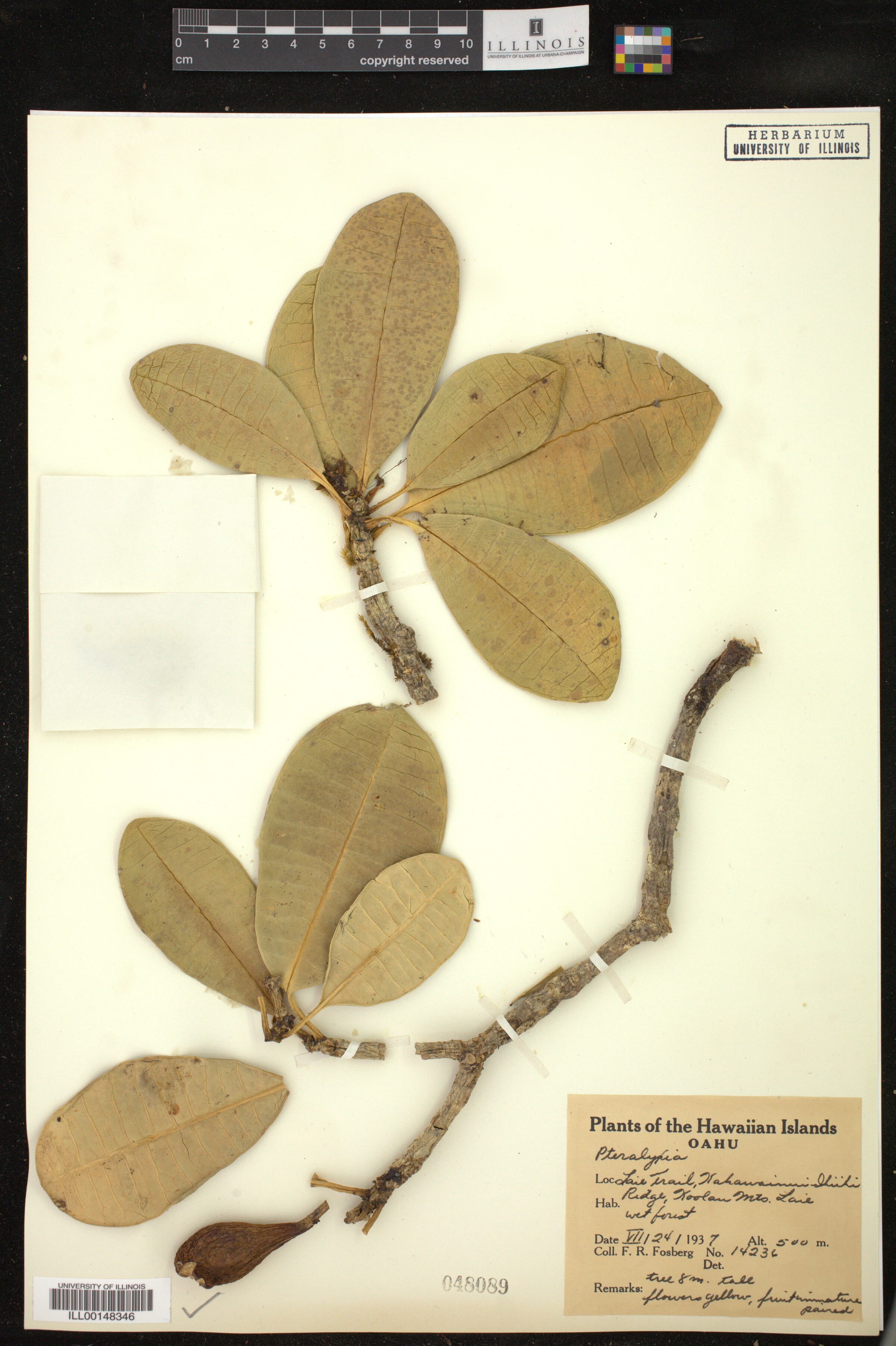 Pteralyxia image
