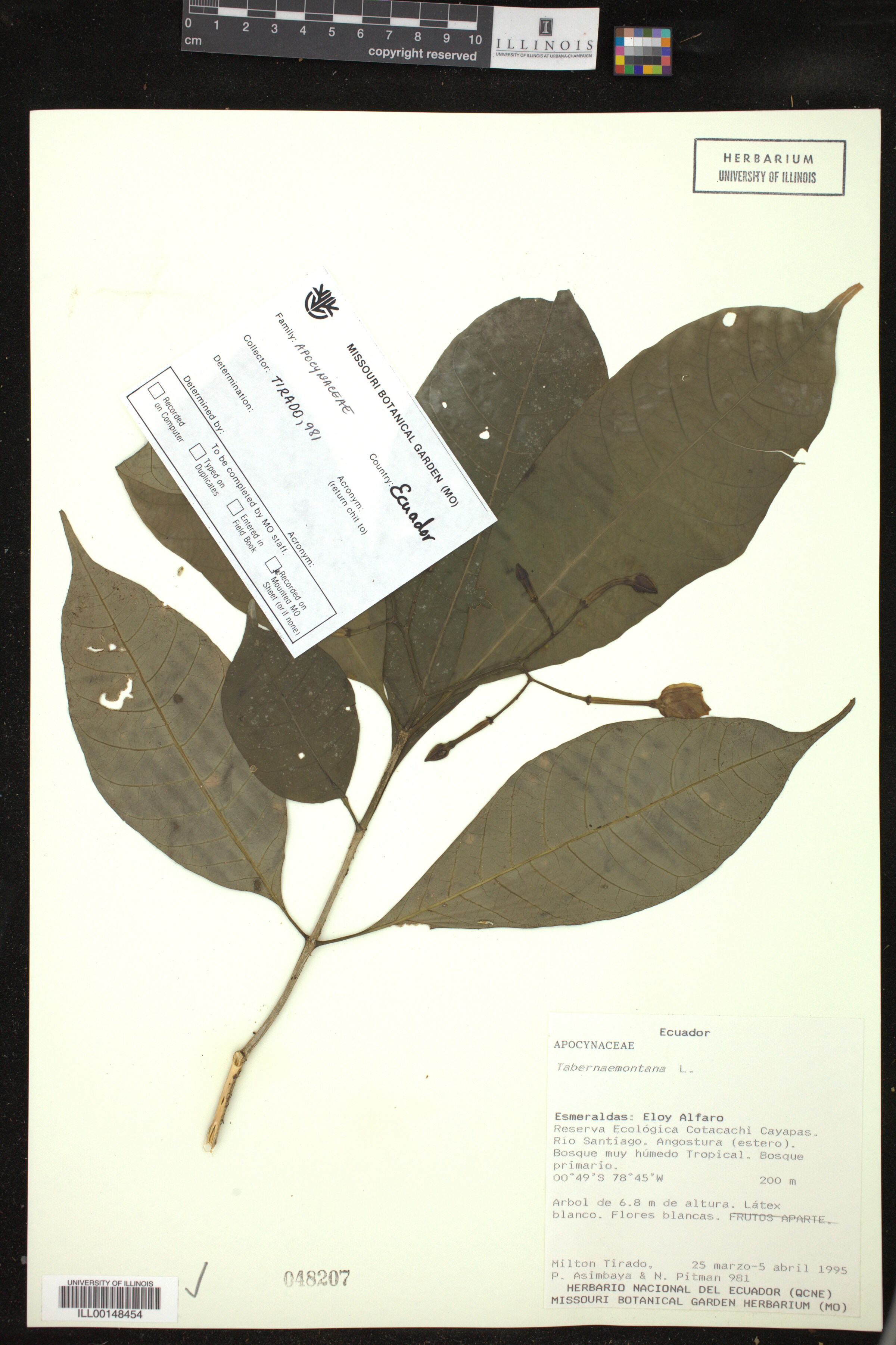 Tabernaemontana image