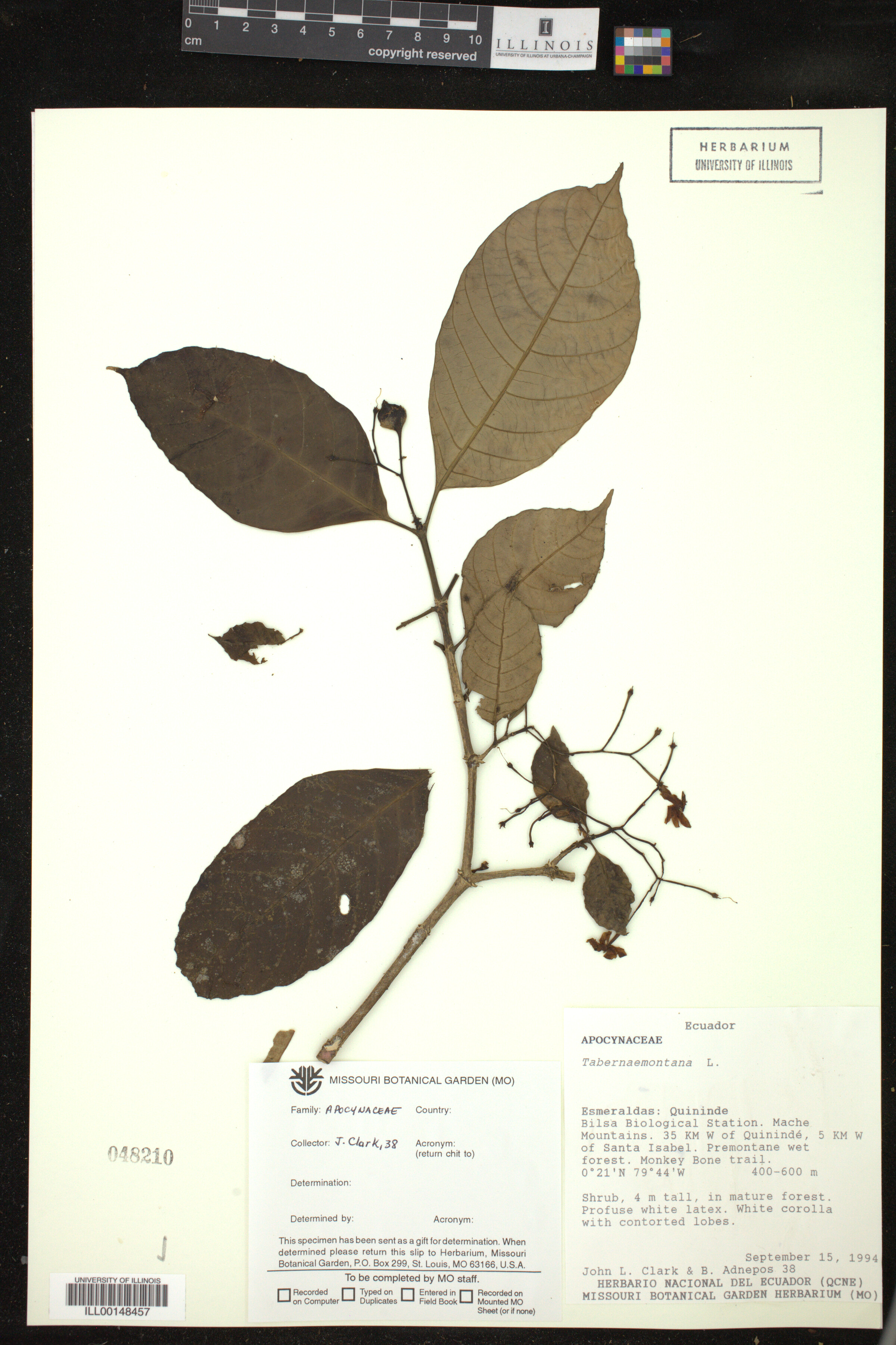 Tabernaemontana image