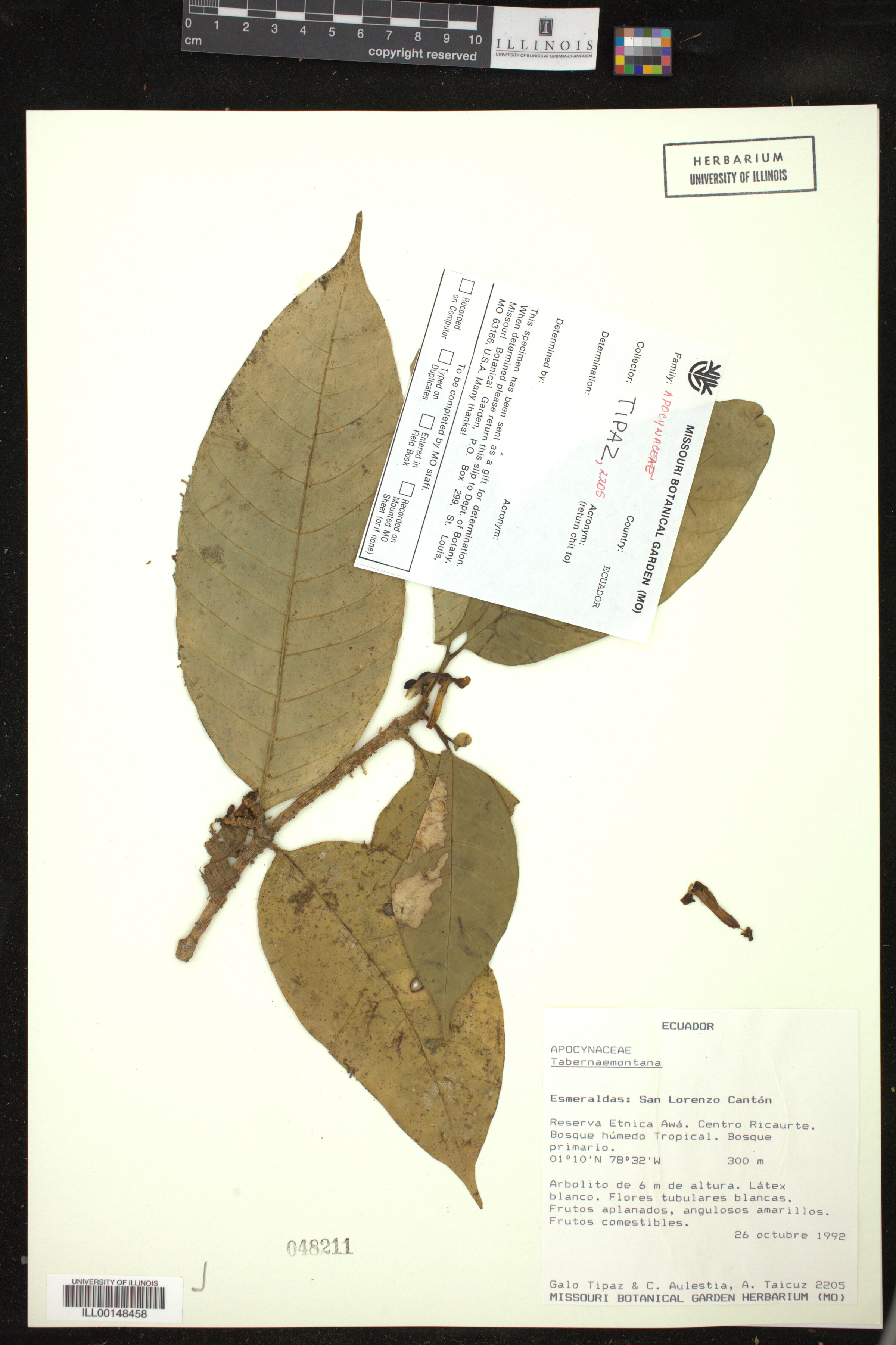 Tabernaemontana image