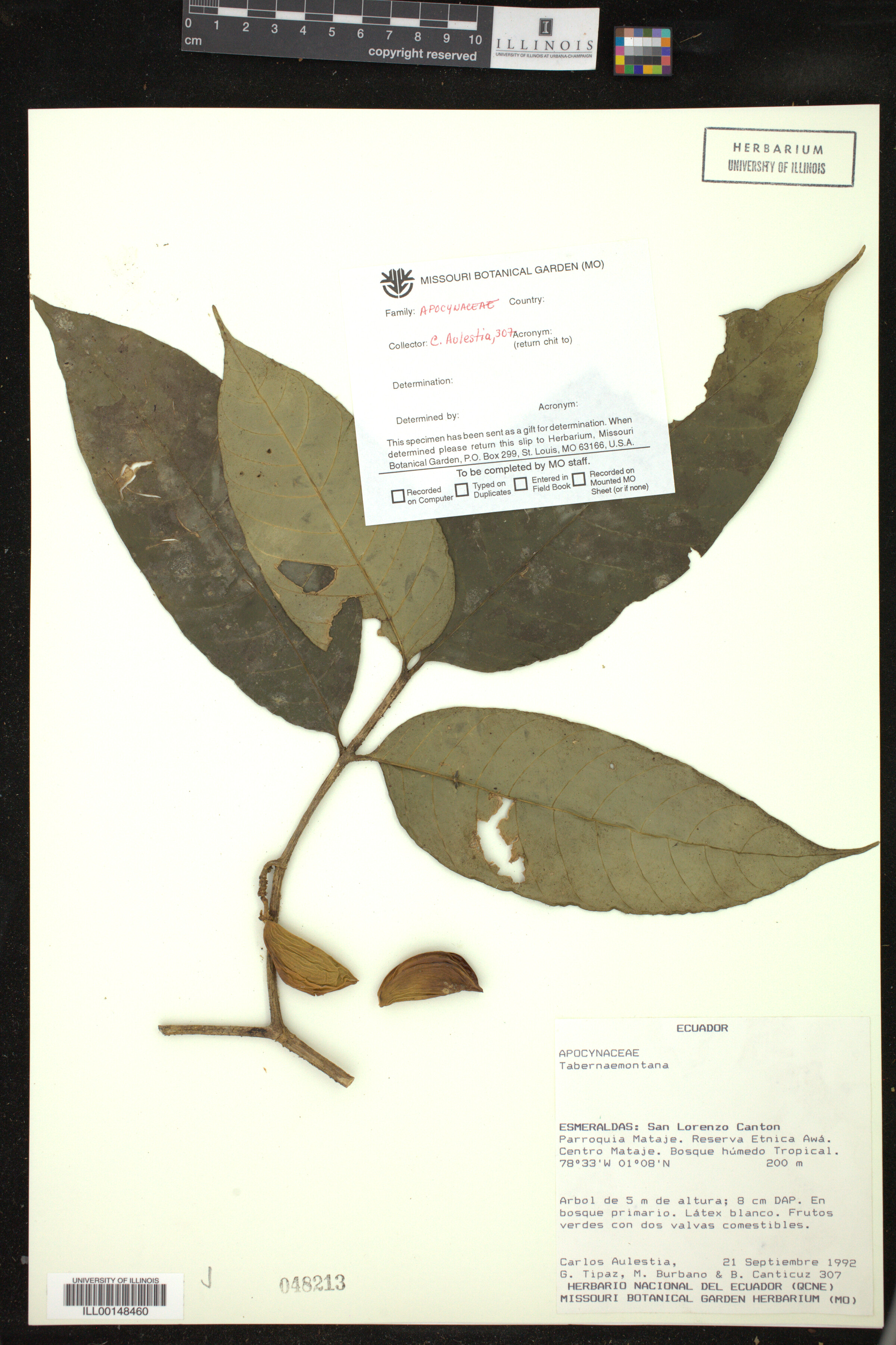 Tabernaemontana image