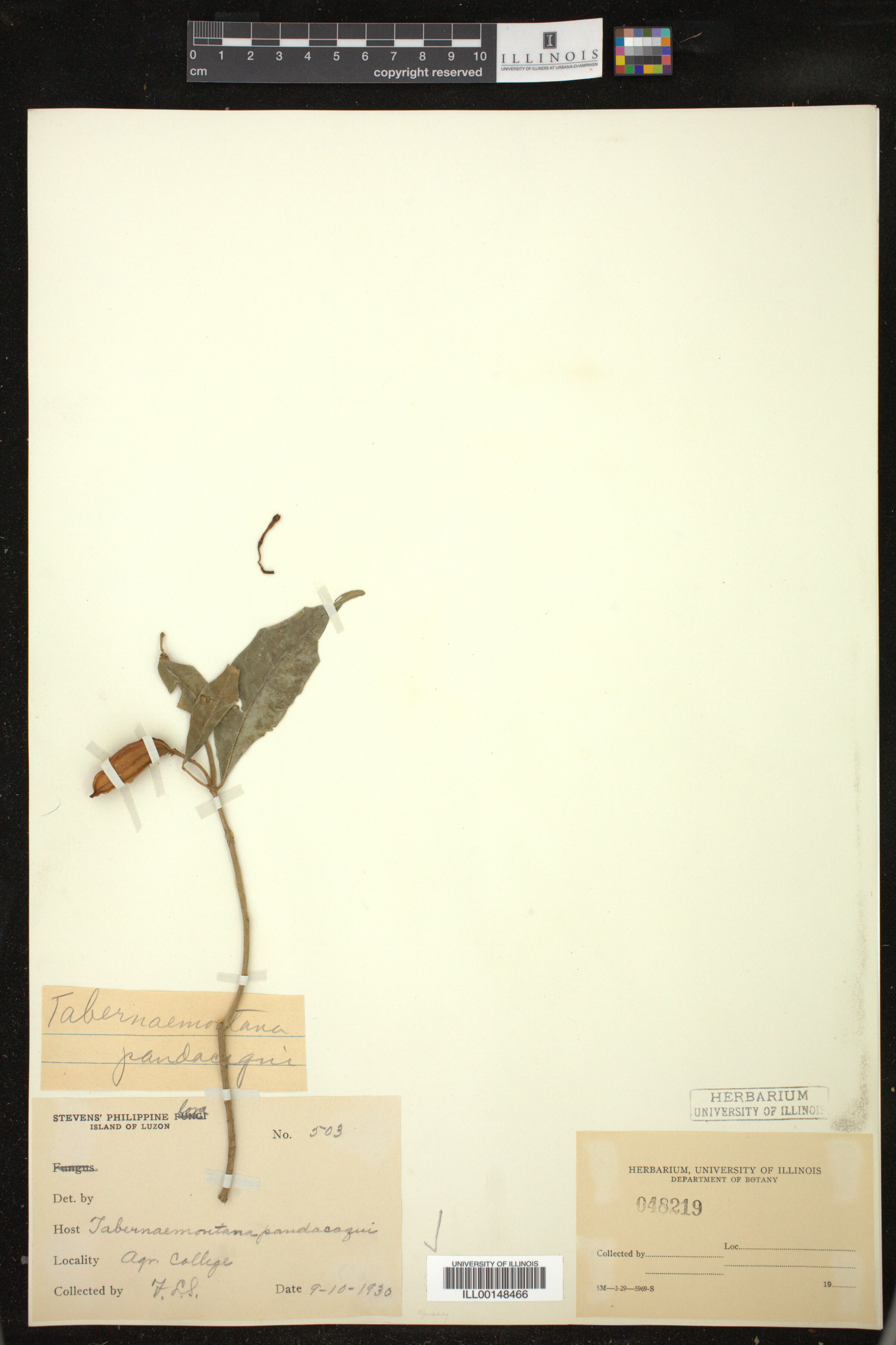 Tabernaemontana image