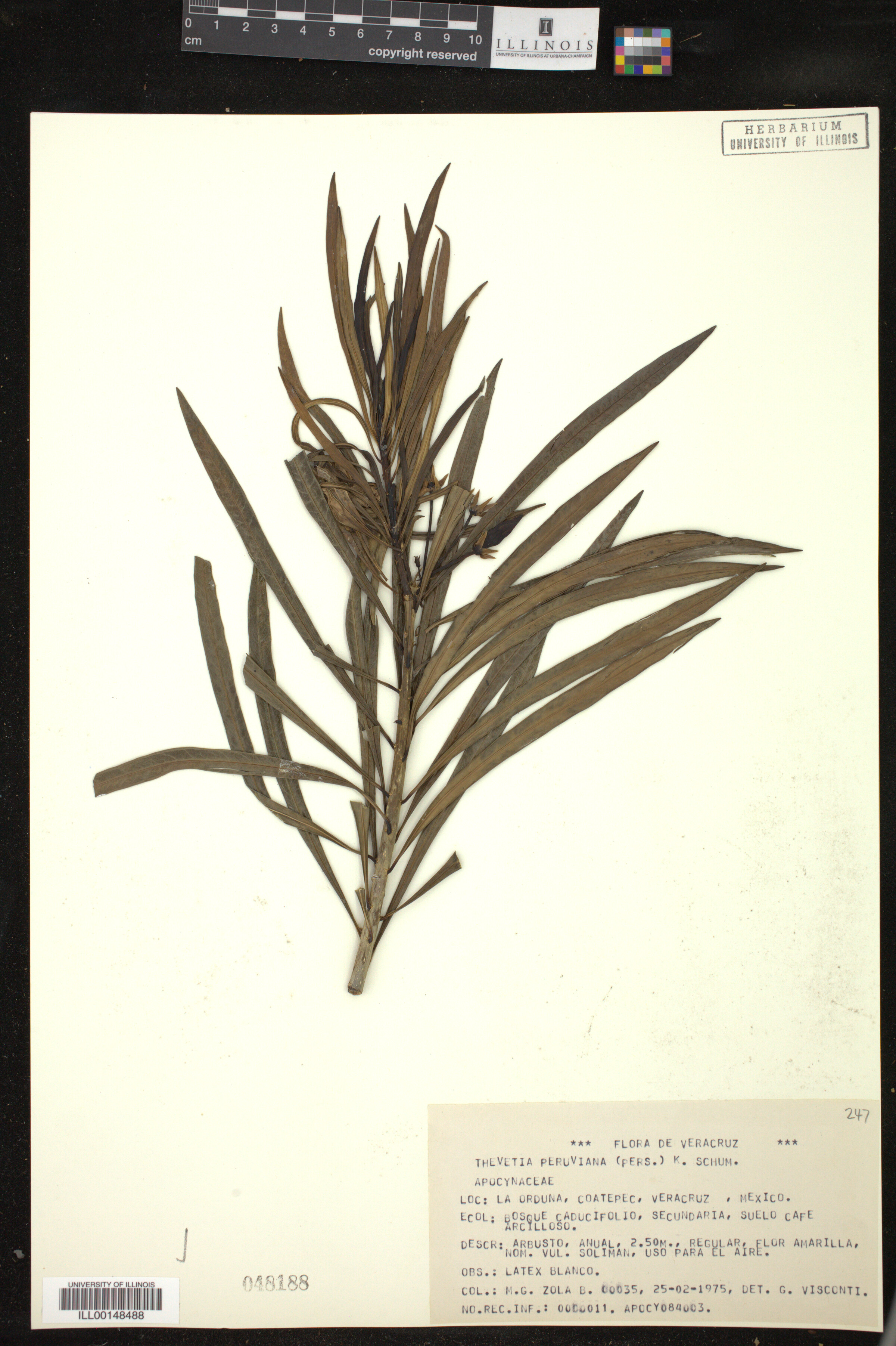 Thevetia image