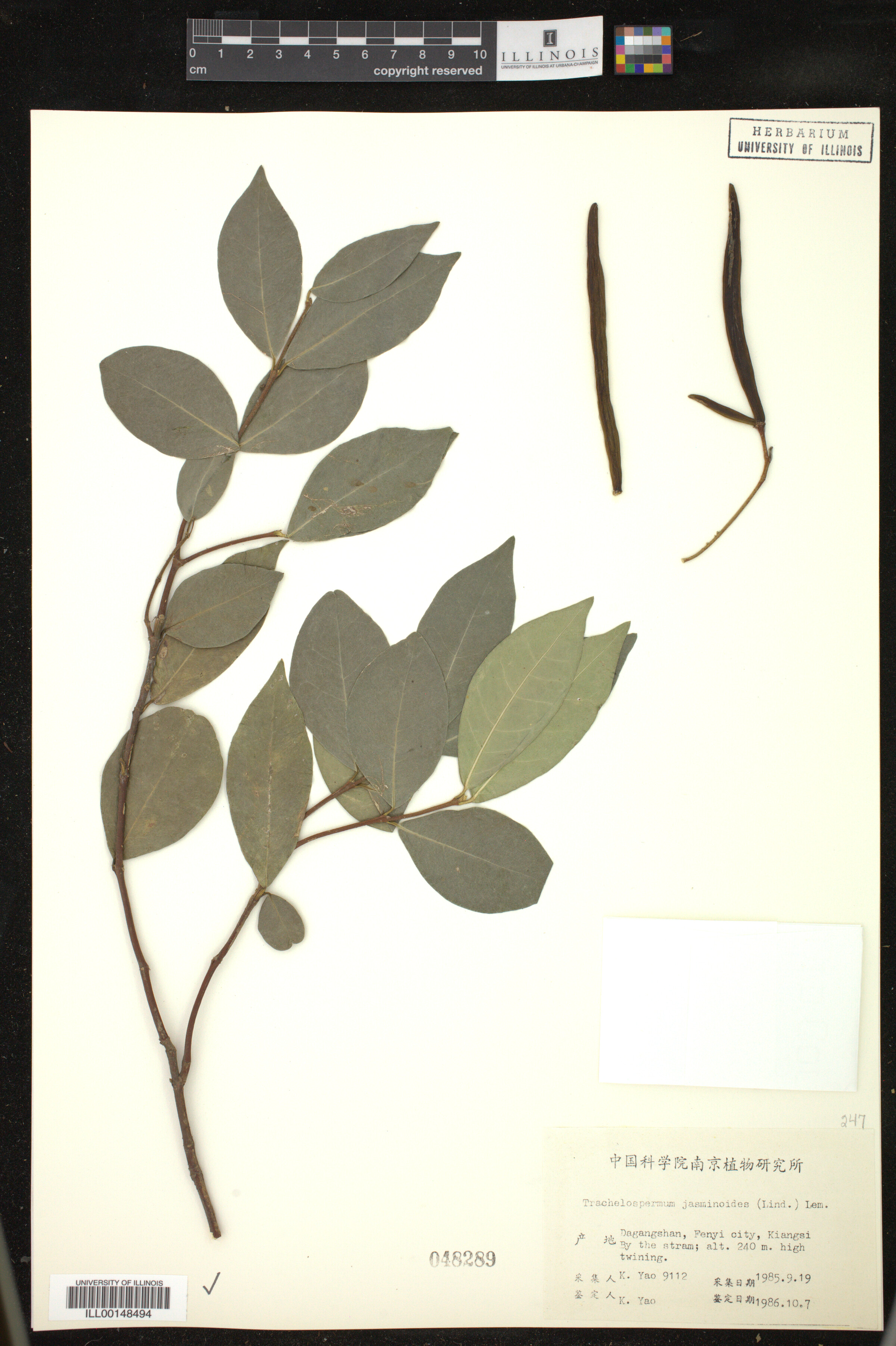 Trachelospermum jasminoides image