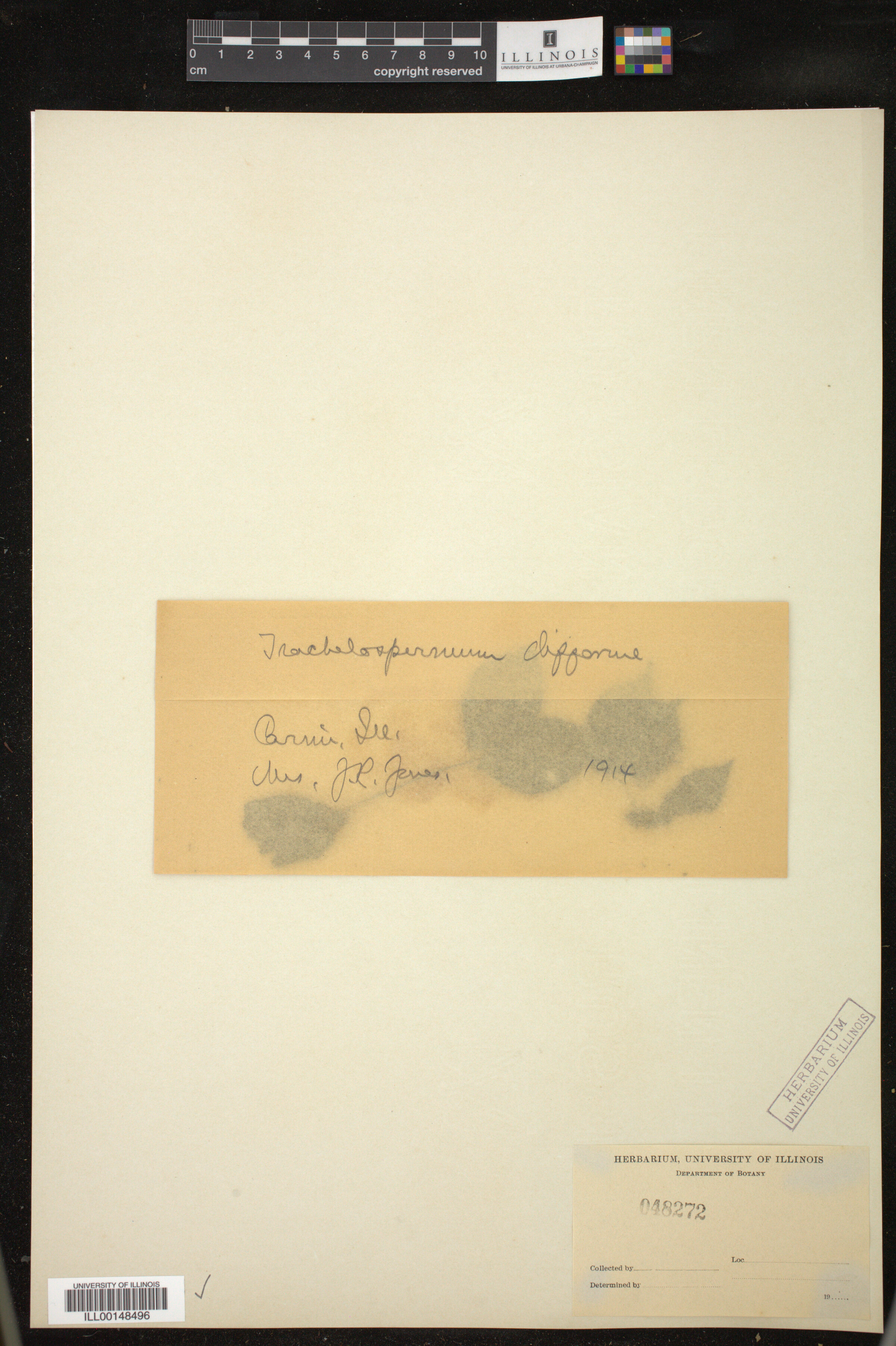 Trachelospermum difforme image