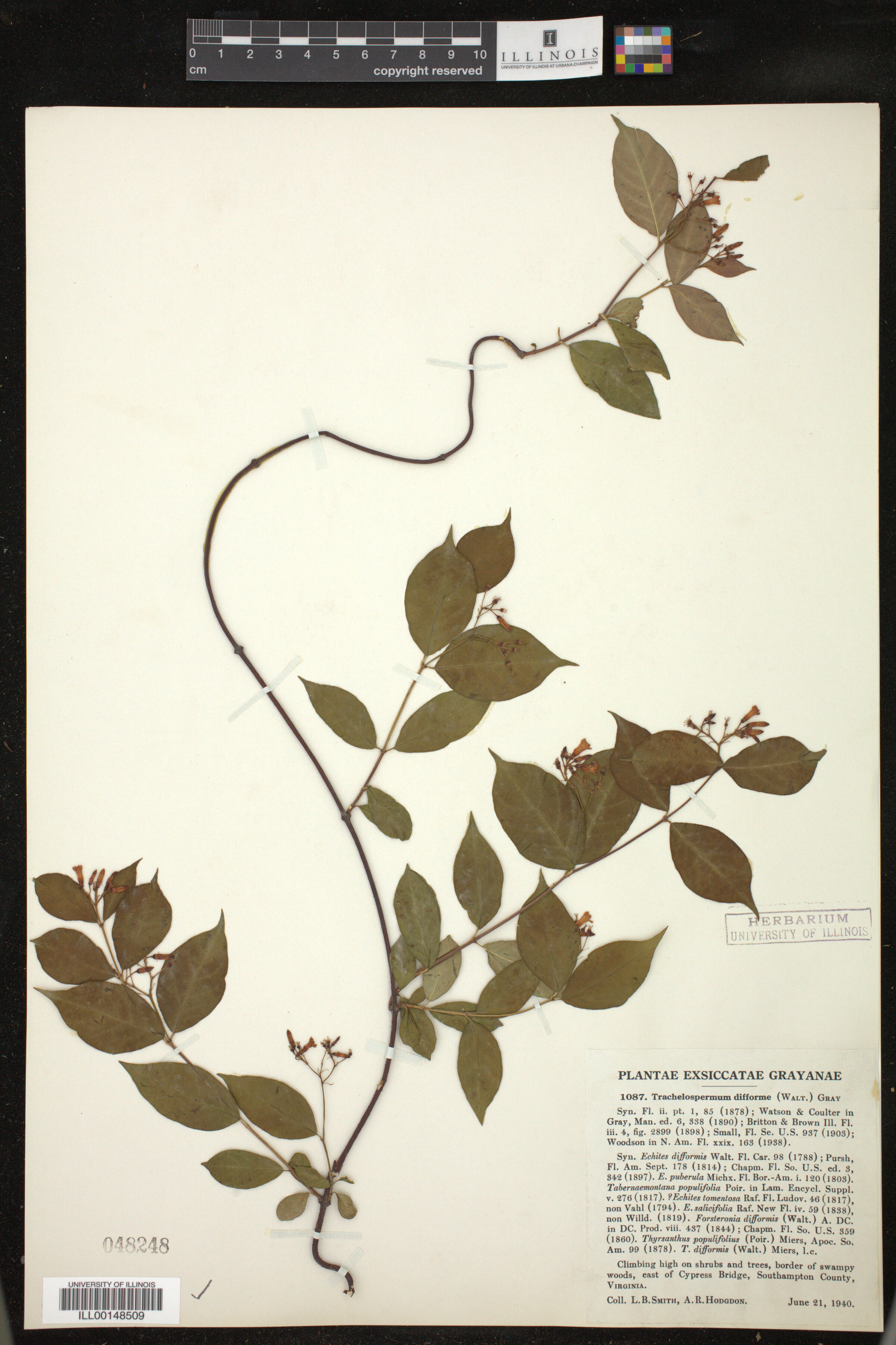 Trachelospermum image