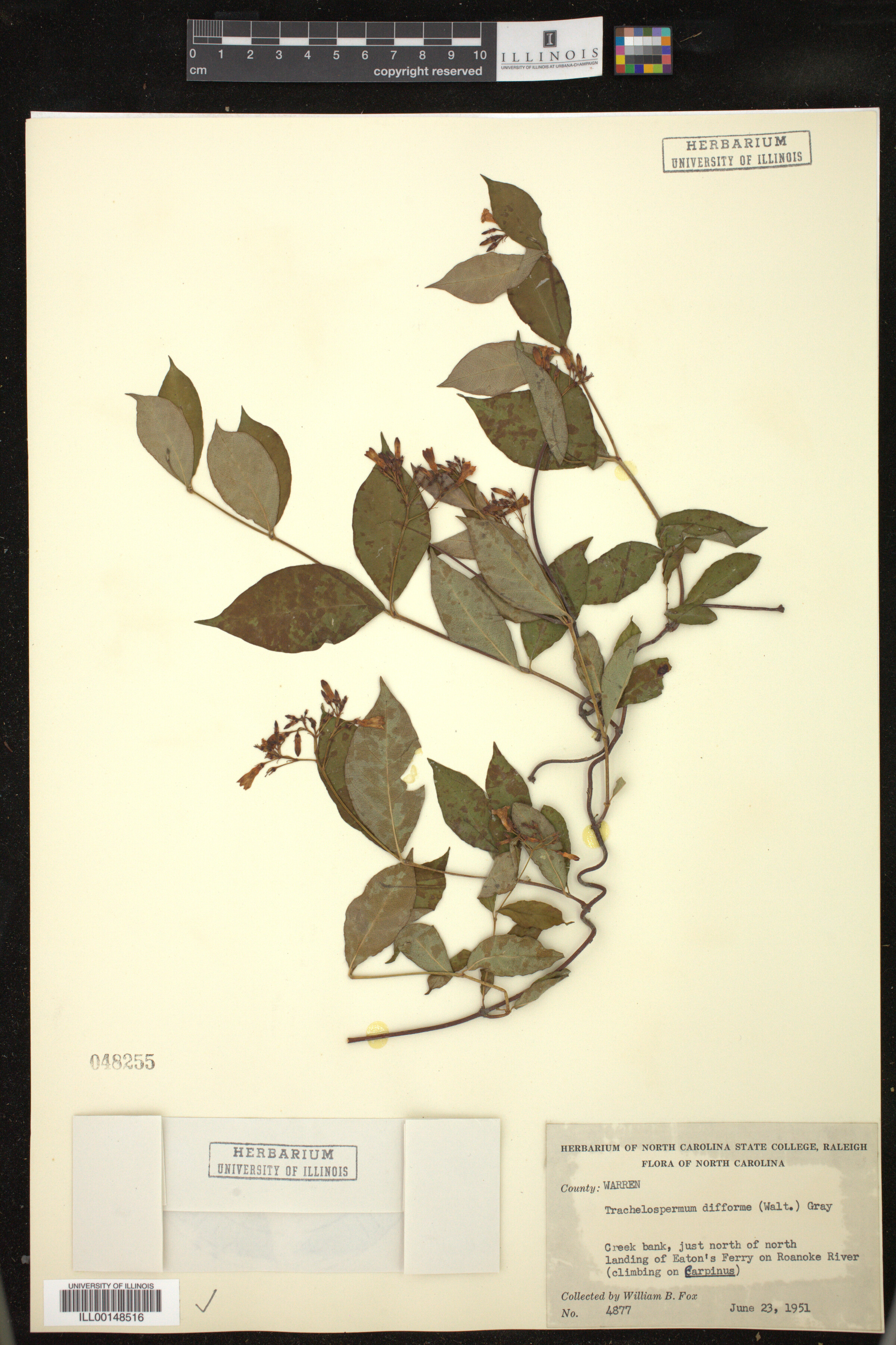 Trachelospermum difforme image