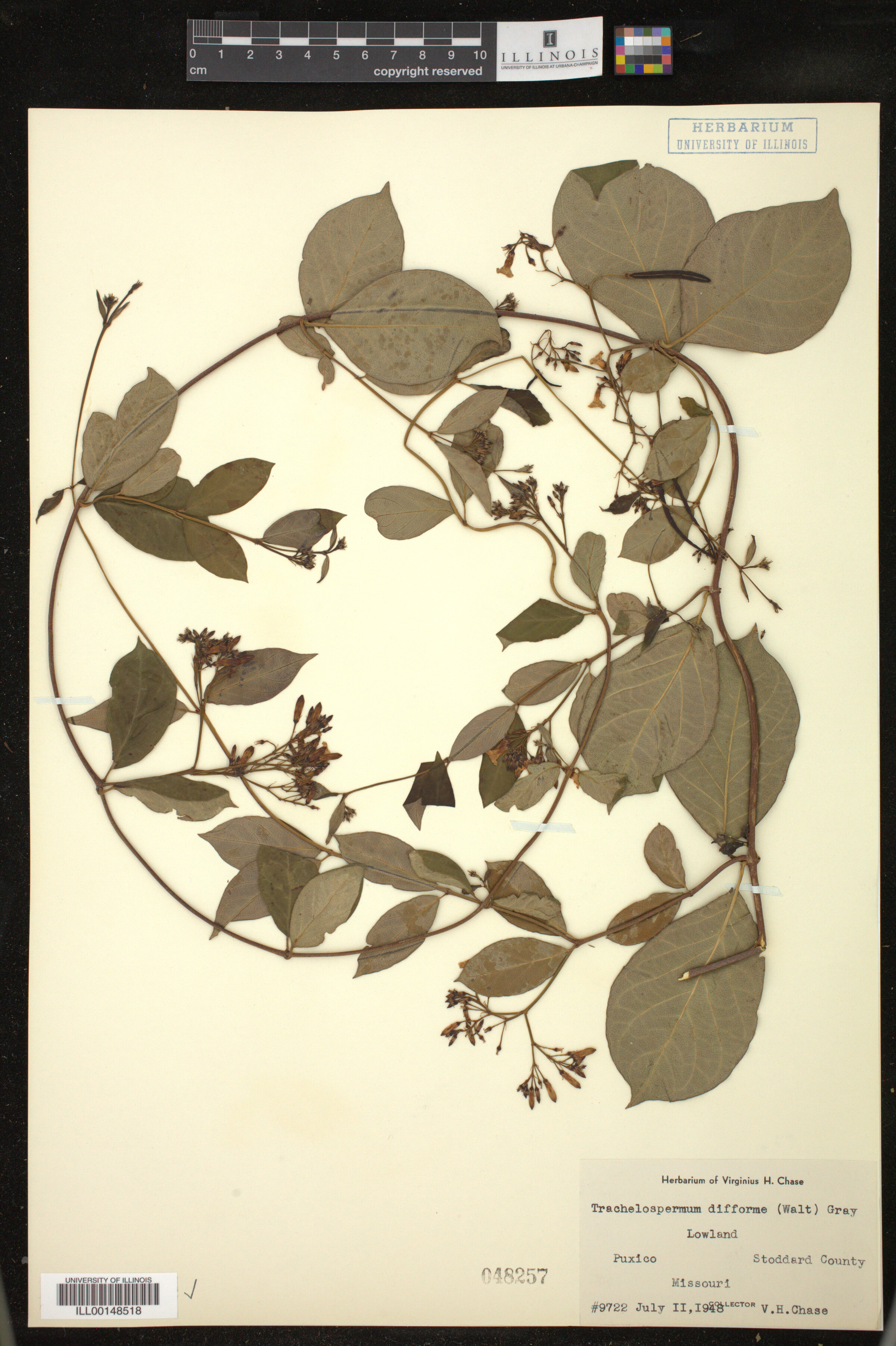 Trachelospermum difforme image