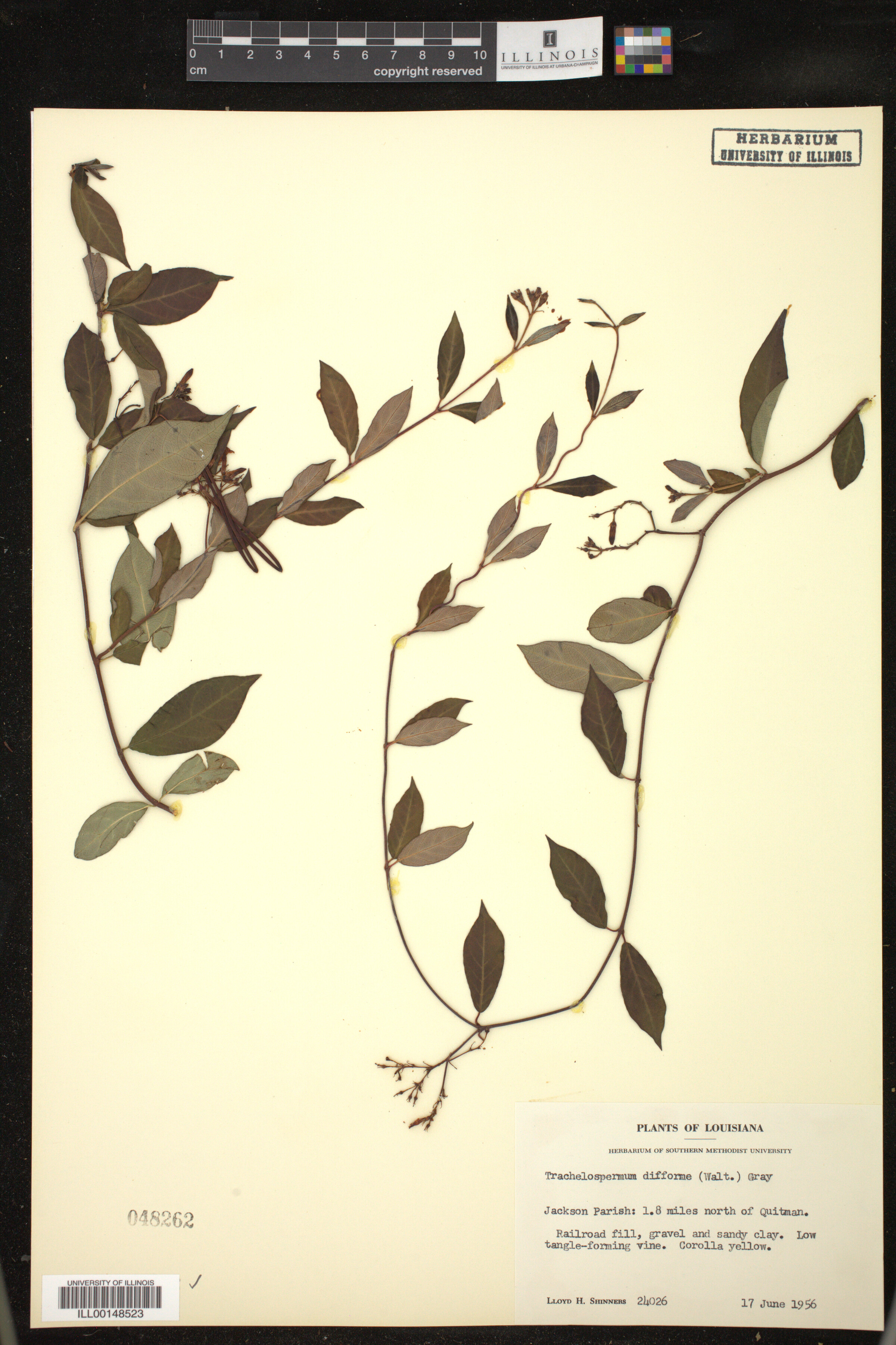 Trachelospermum difforme image