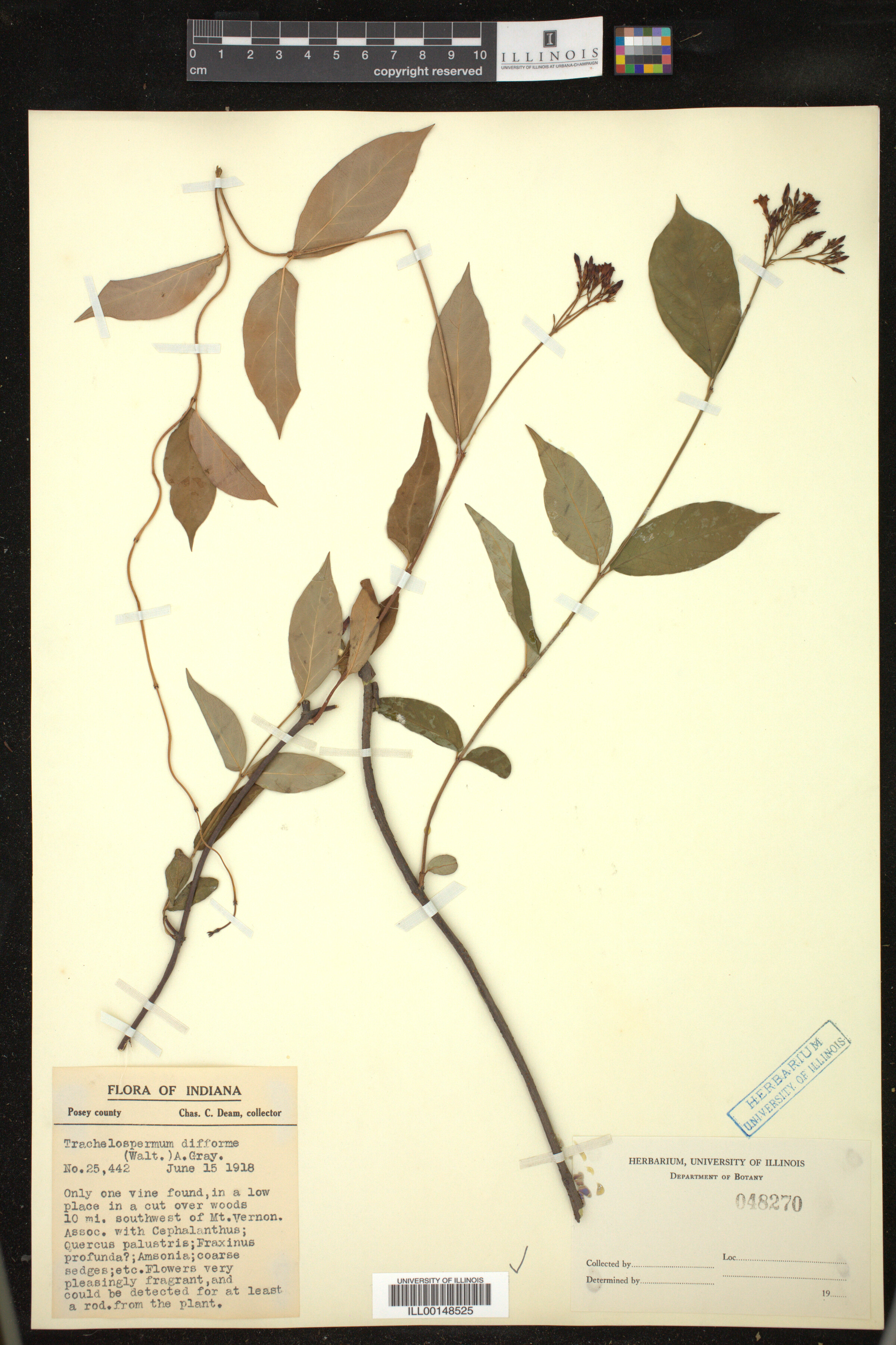 Trachelospermum difforme image