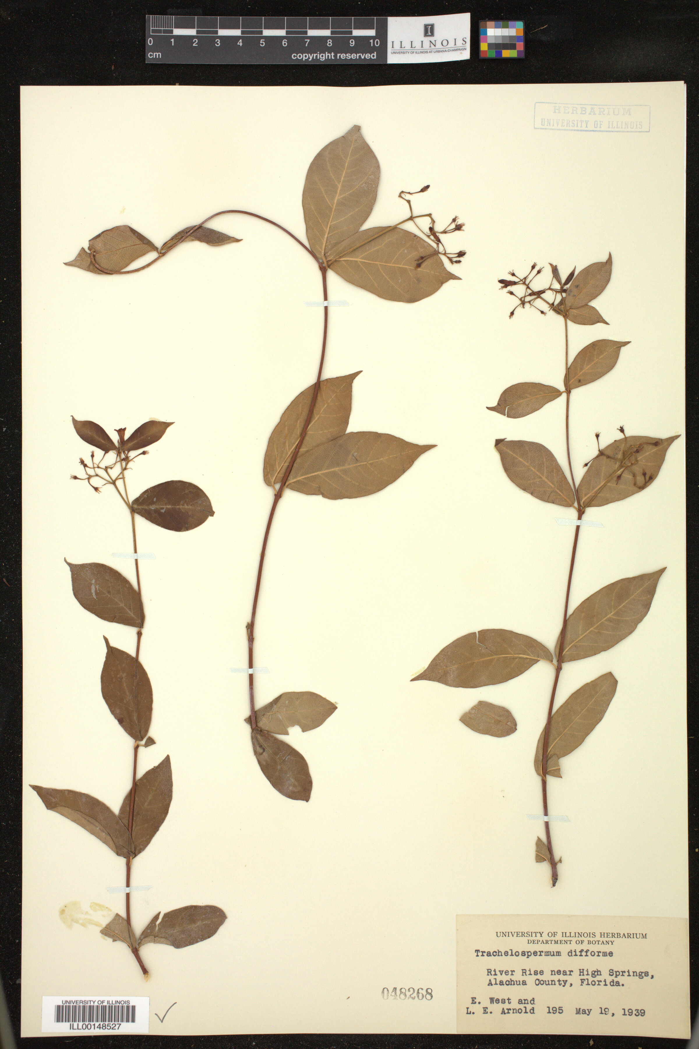 Trachelospermum image