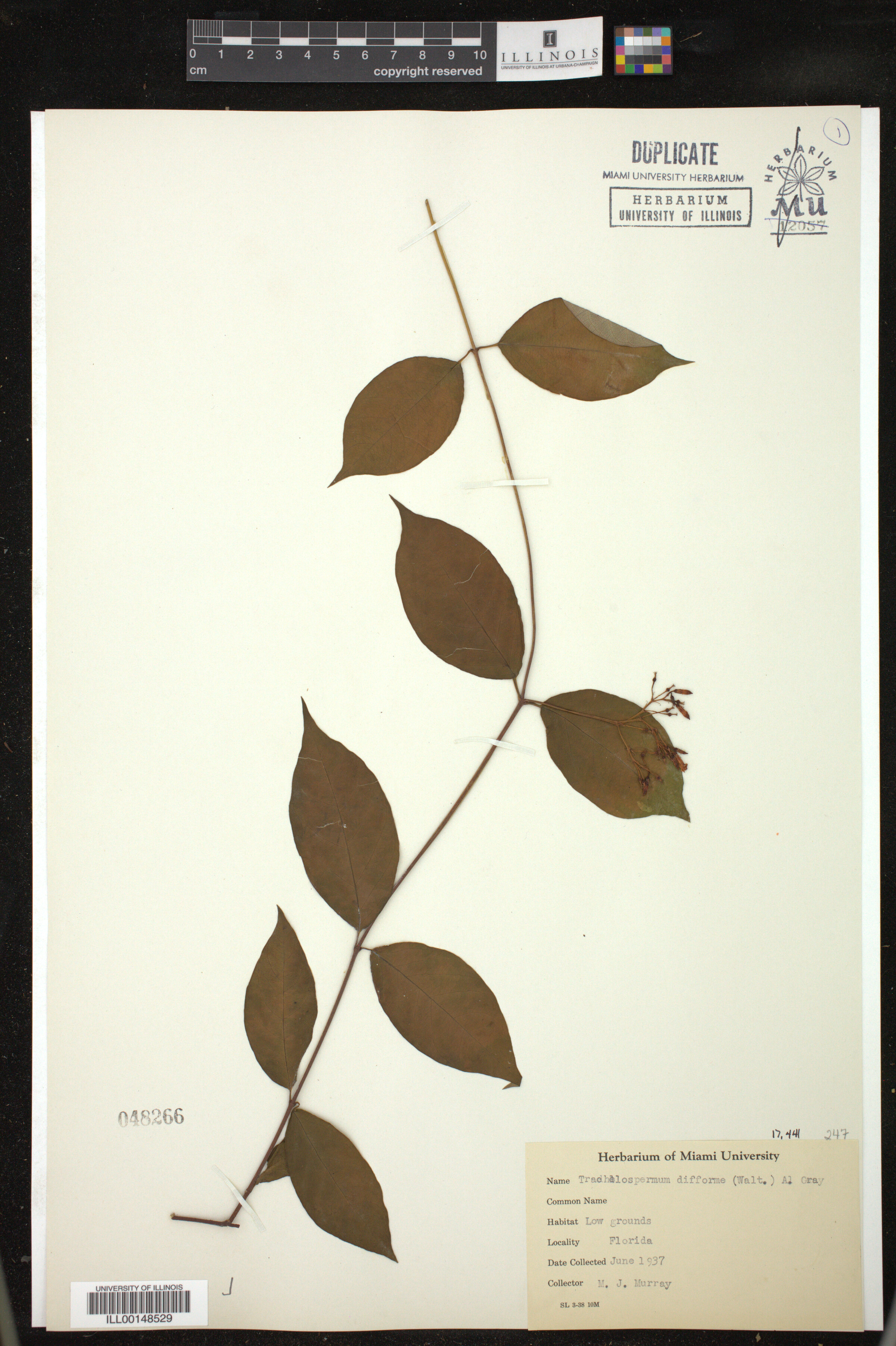 Trachelospermum difforme image