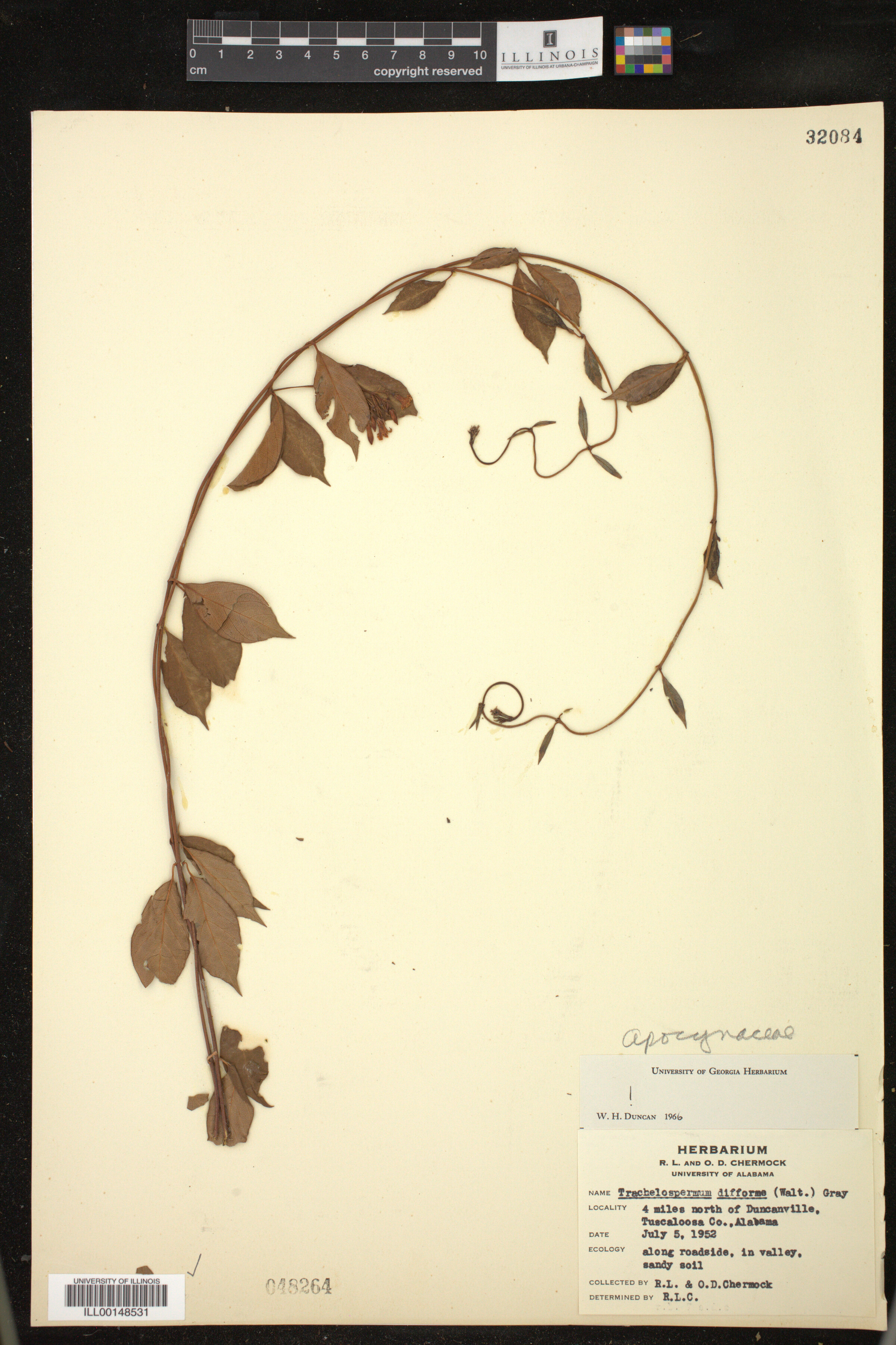 Trachelospermum difforme image