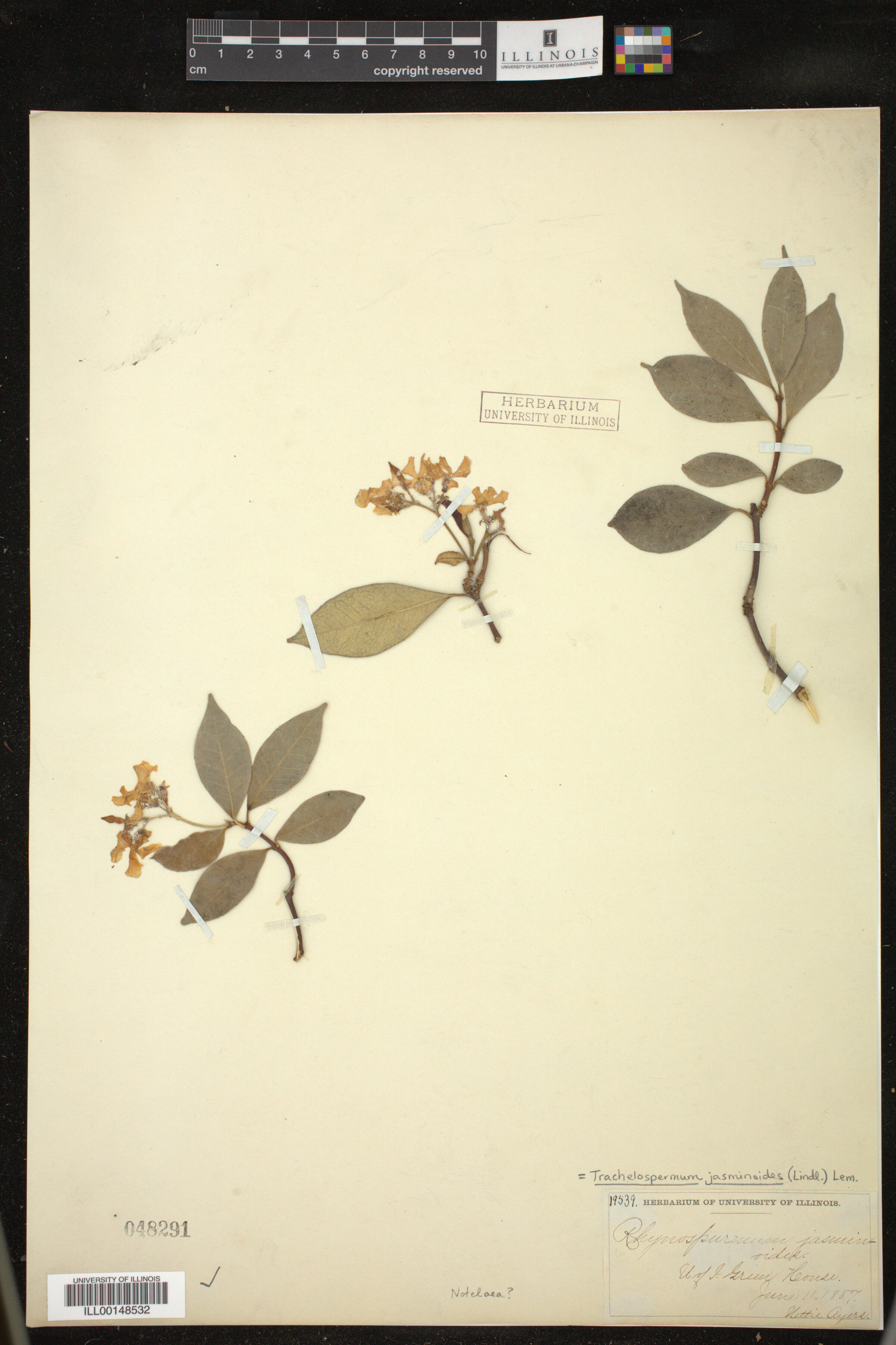 Trachelospermum jasminoides image
