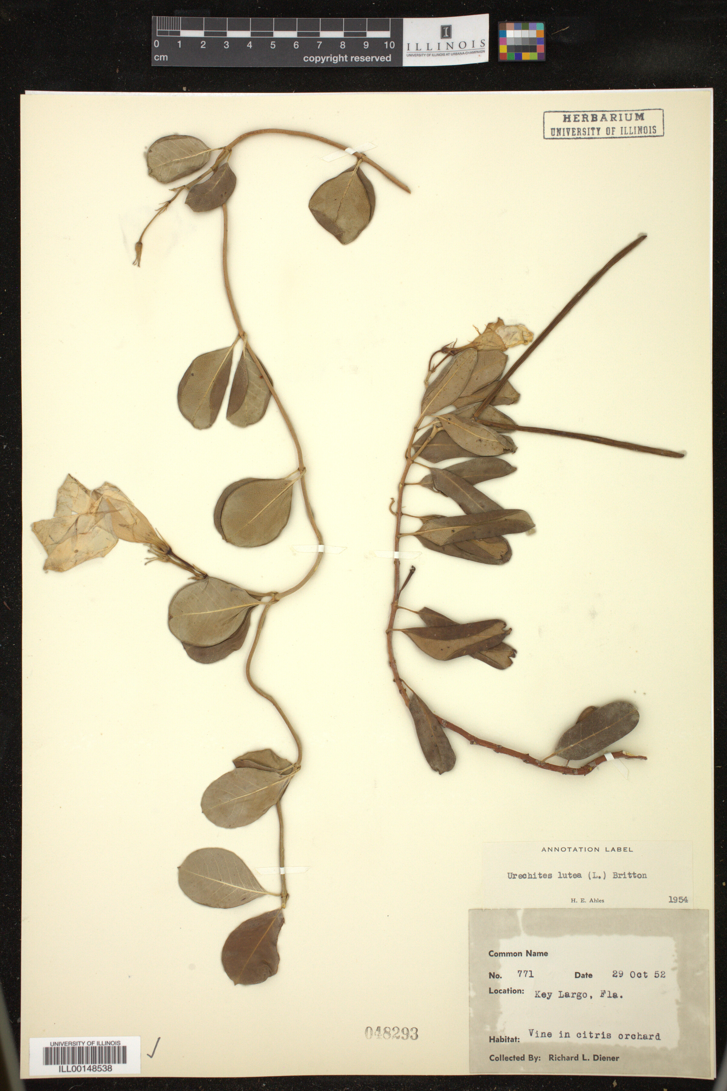 Urechites luteus image